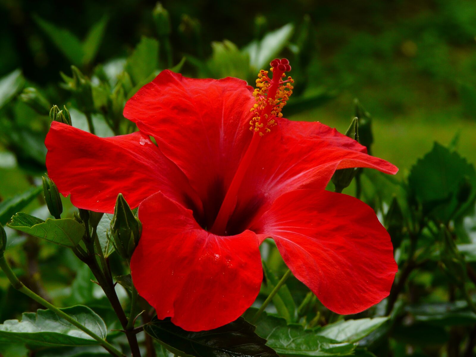 Panasonic DMC-FZ18 sample photo. Hibiscus, blossom, bloom photography