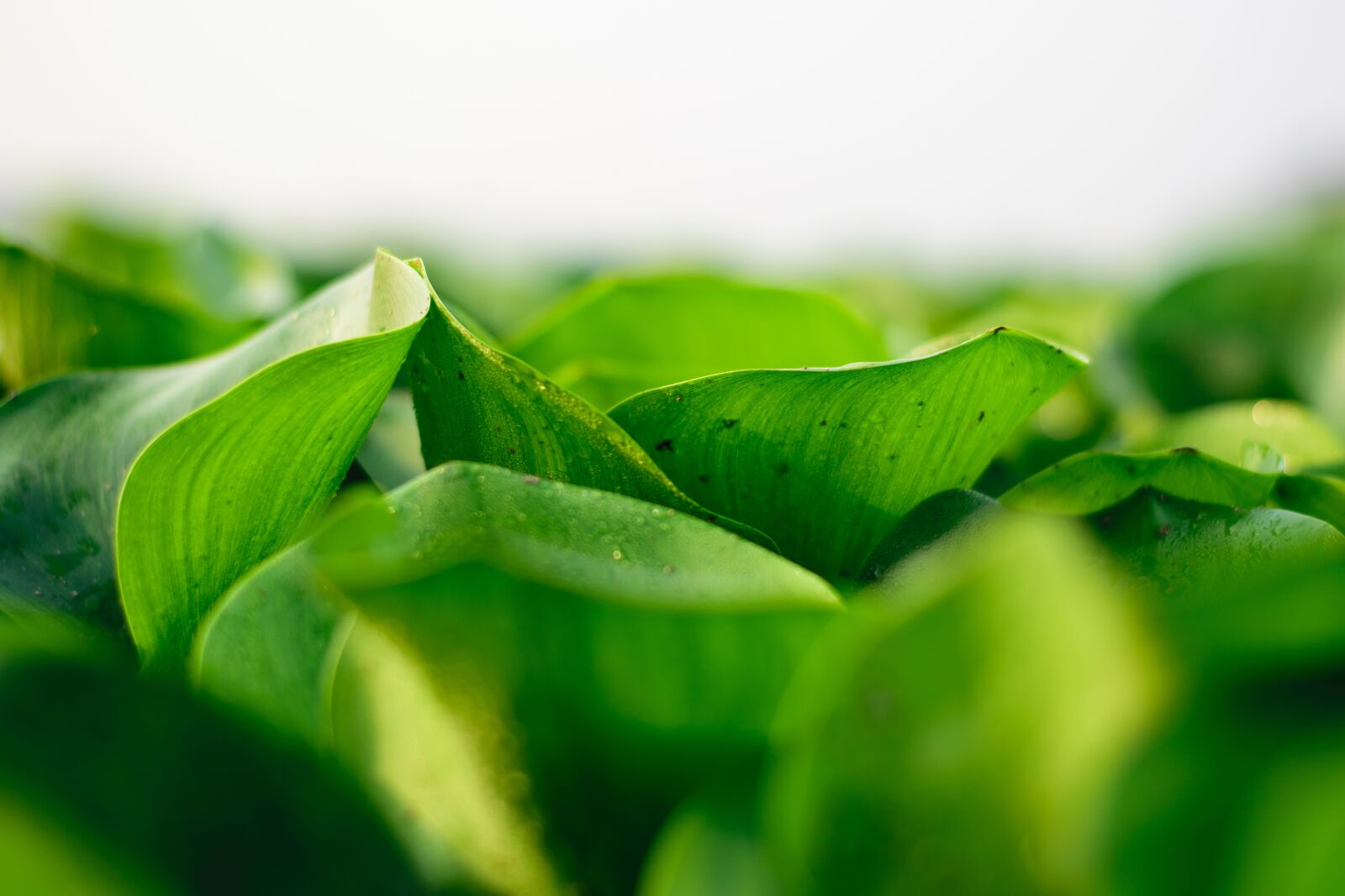Nikon D5300 sample photo. Leaf, beauty in nature photography