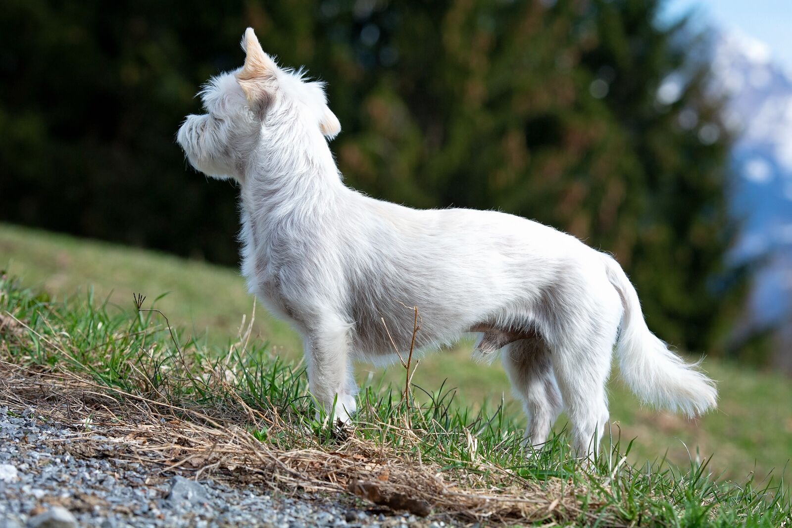 Nikon D7100 sample photo. Dog, white, out photography
