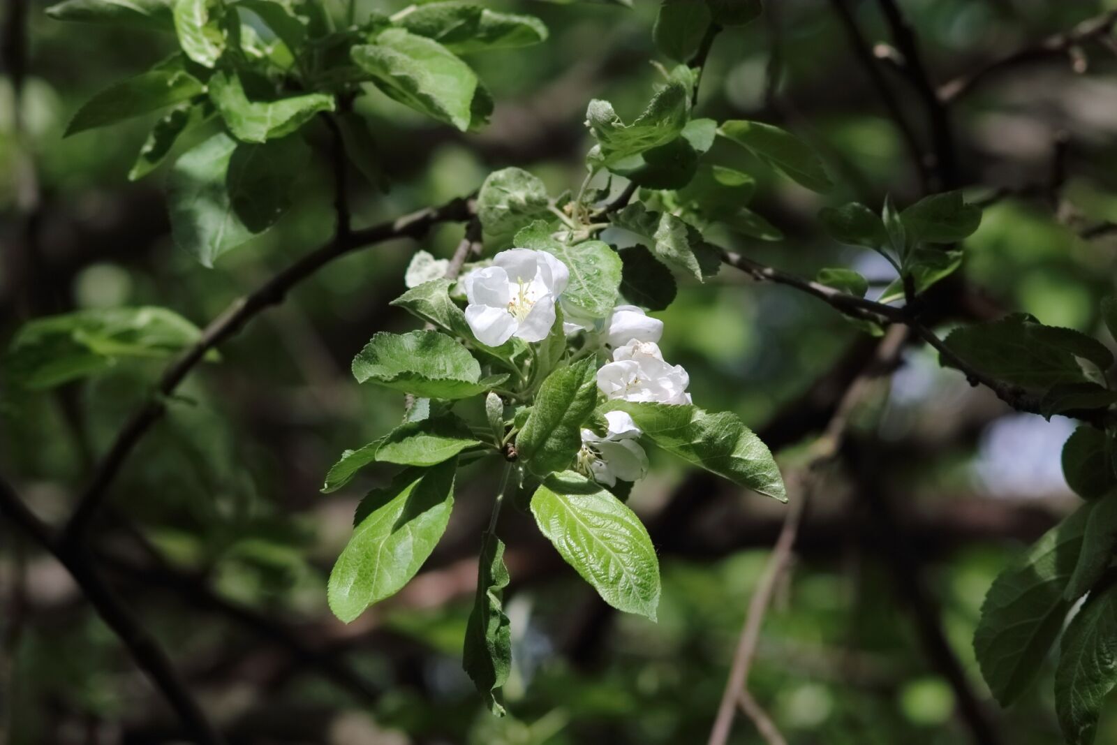 Canon EOS 1200D (EOS Rebel T5 / EOS Kiss X70 / EOS Hi) sample photo. Tree, plant, nature photography