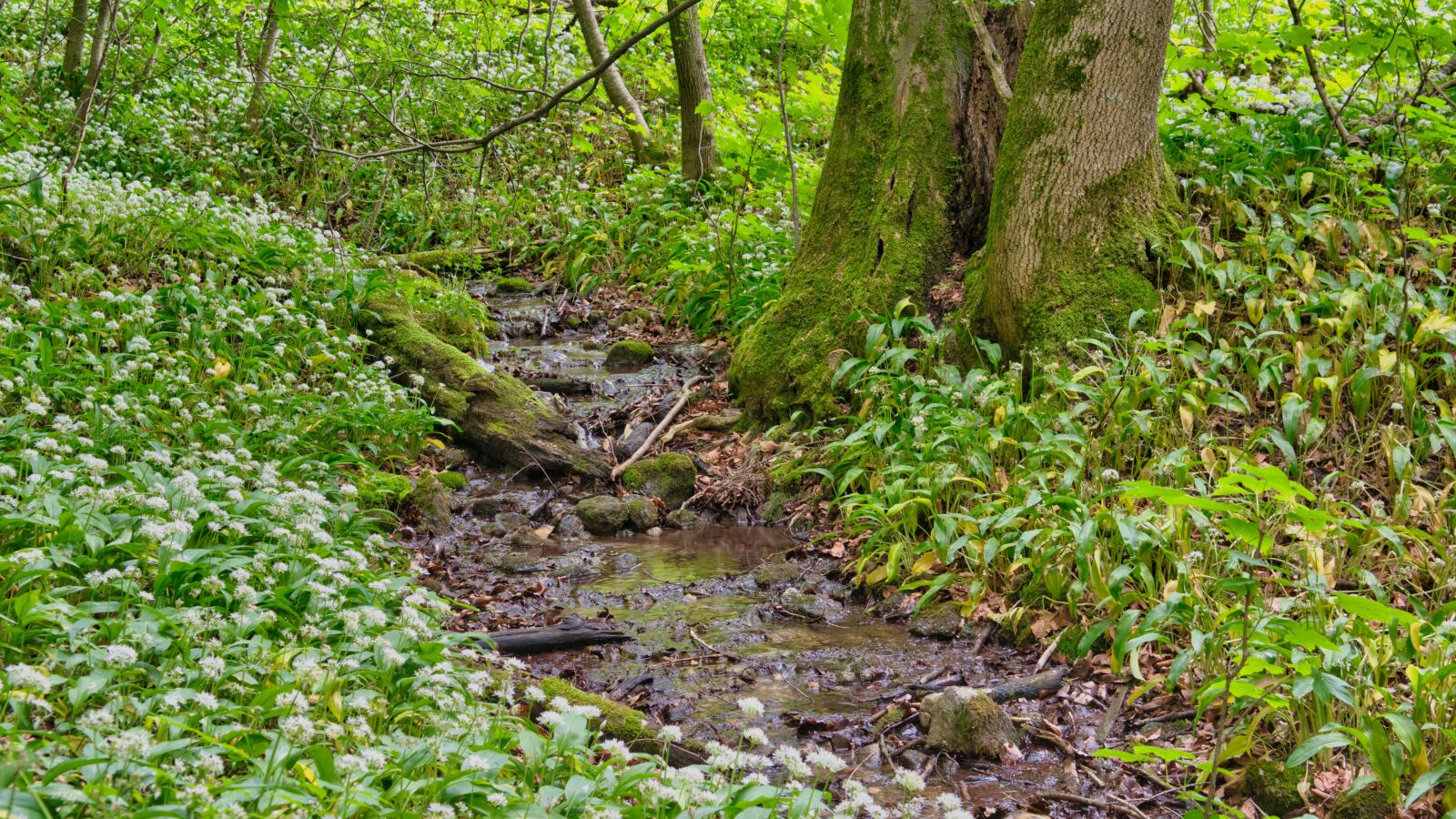 Nikon D7500 sample photo. Creek, bach, nature photography