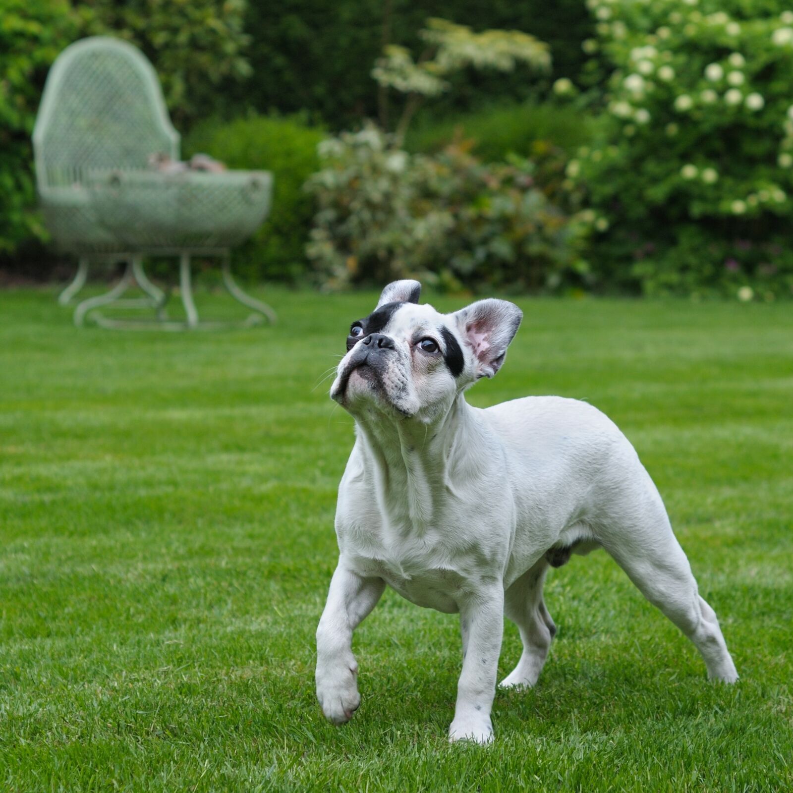 Nikon D300 sample photo. Dog, french bulldog, walk photography