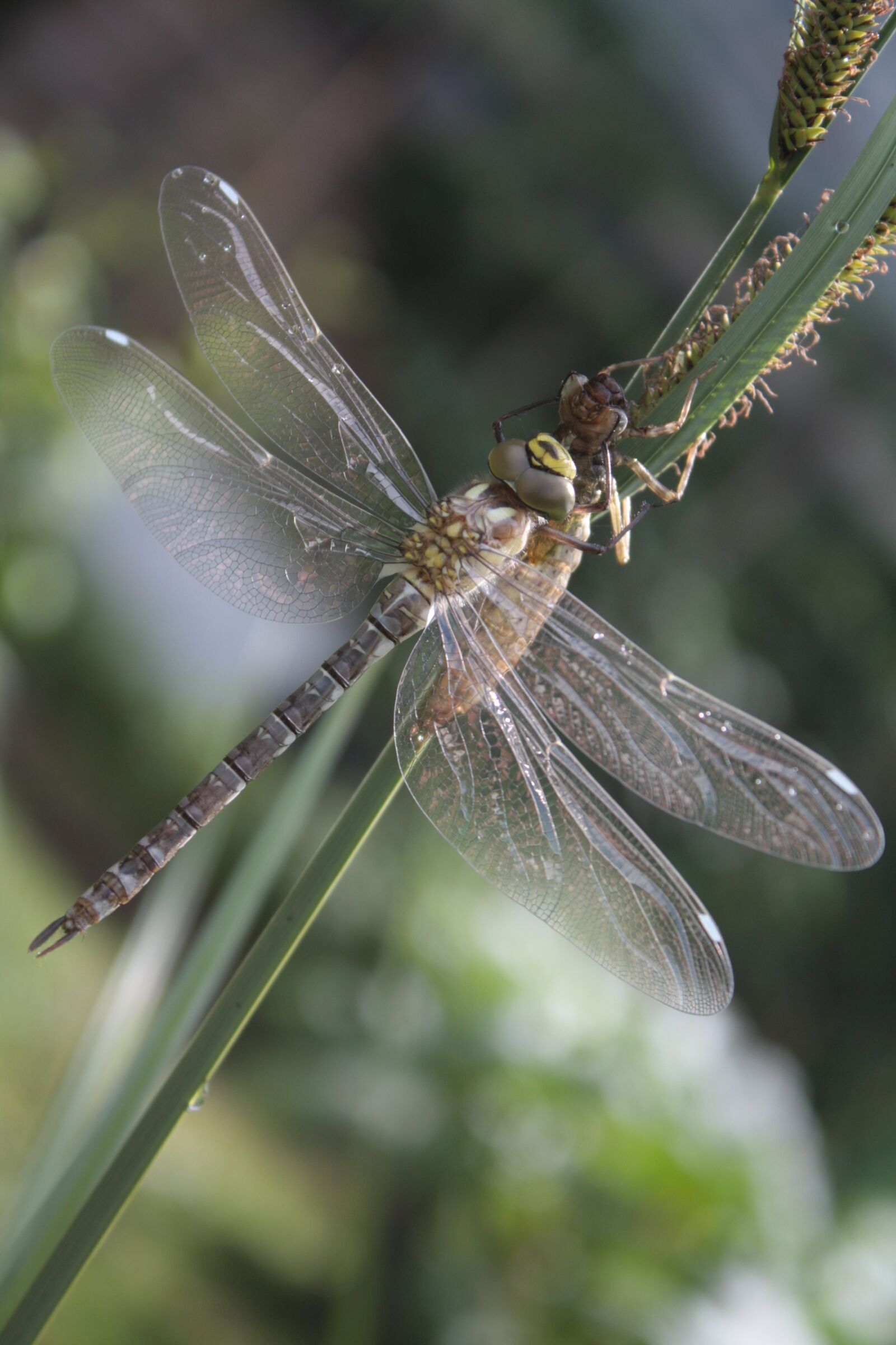 Canon EOS 450D (EOS Rebel XSi / EOS Kiss X2) sample photo. Dragonfly, dragonflies, aeshna photography