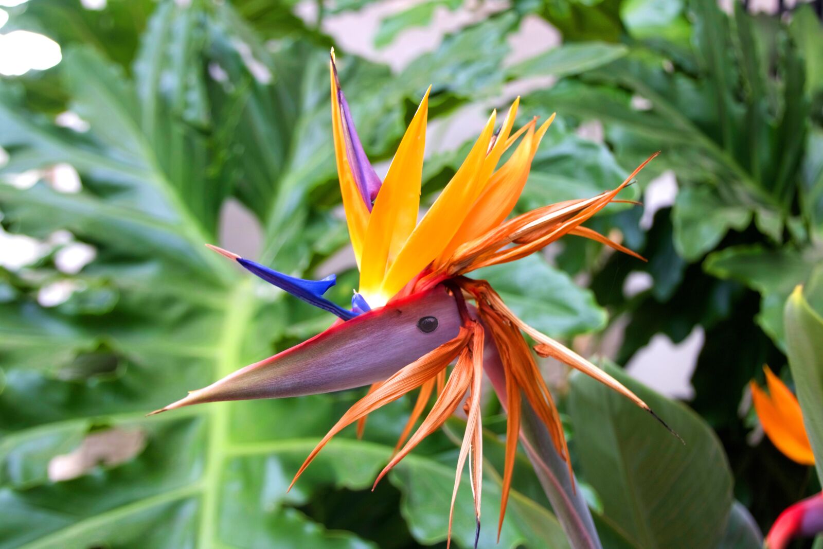 Canon EOS 750D (EOS Rebel T6i / EOS Kiss X8i) sample photo. Strelitzia, fleur du paradis photography