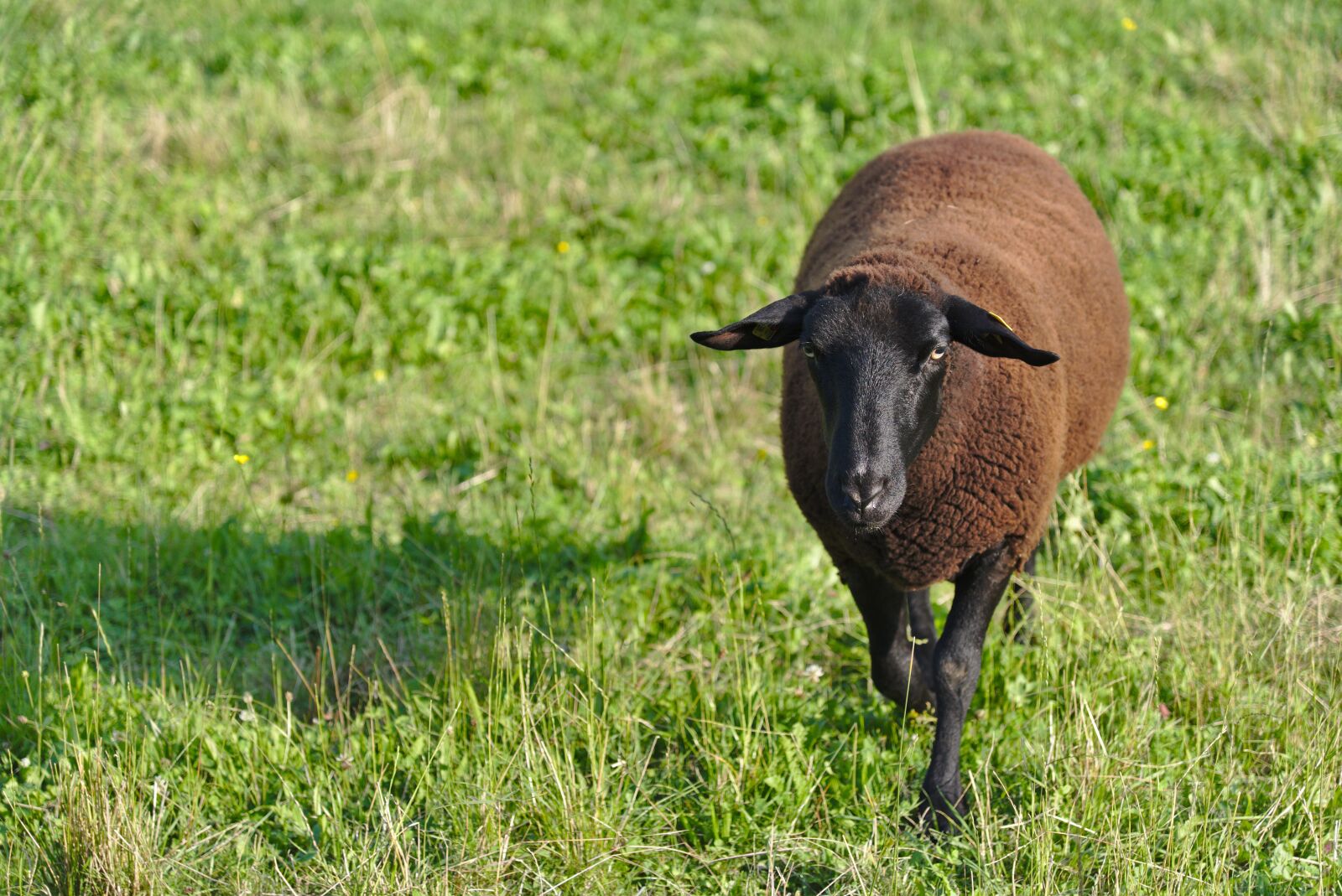 Nikon D750 sample photo. Sheep, run, pasture photography