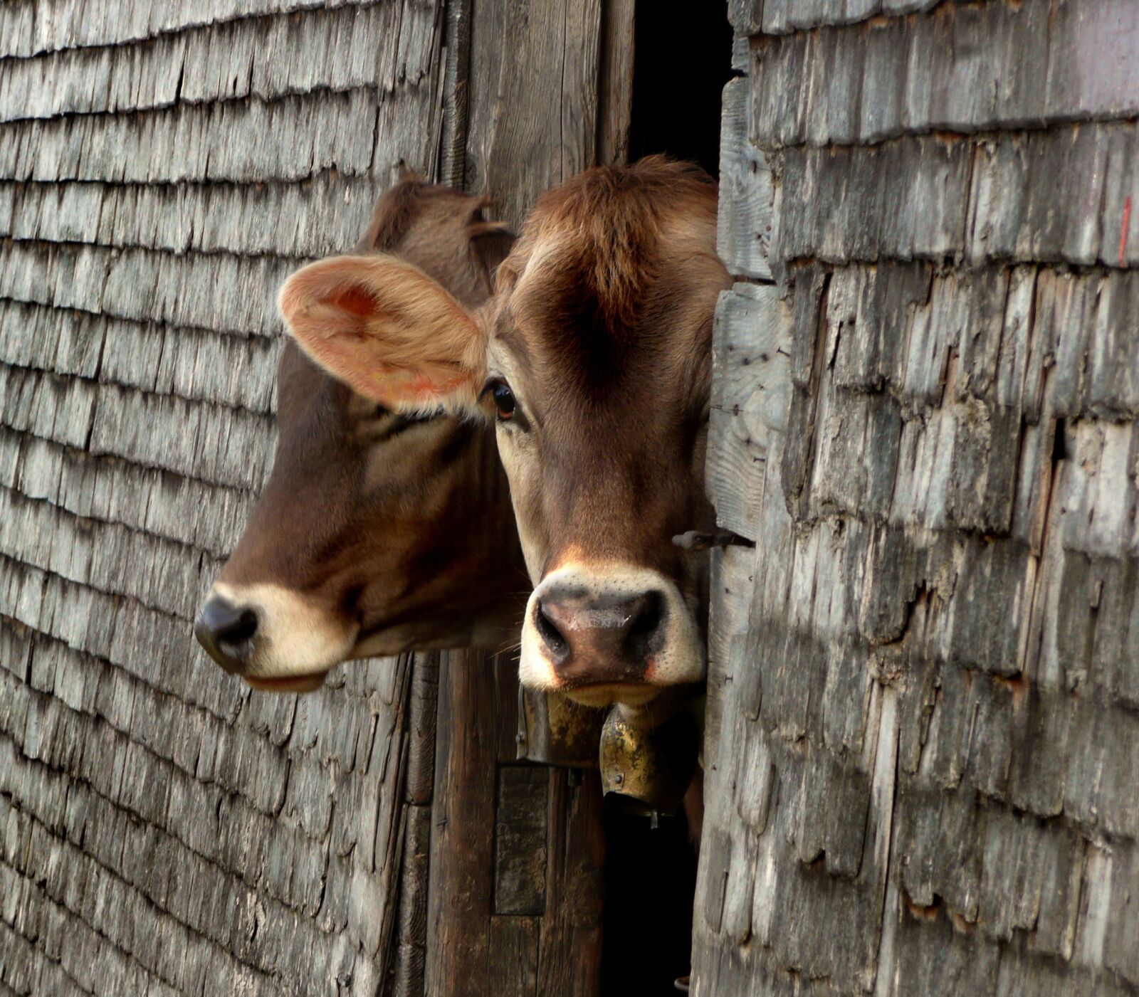 Panasonic DMC-TZ3 sample photo. Cows, alm, young animal photography