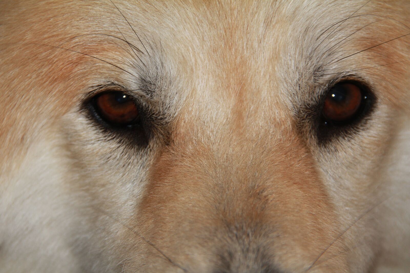 Canon EOS 550D (EOS Rebel T2i / EOS Kiss X4) sample photo. Dog, eyes, close up photography