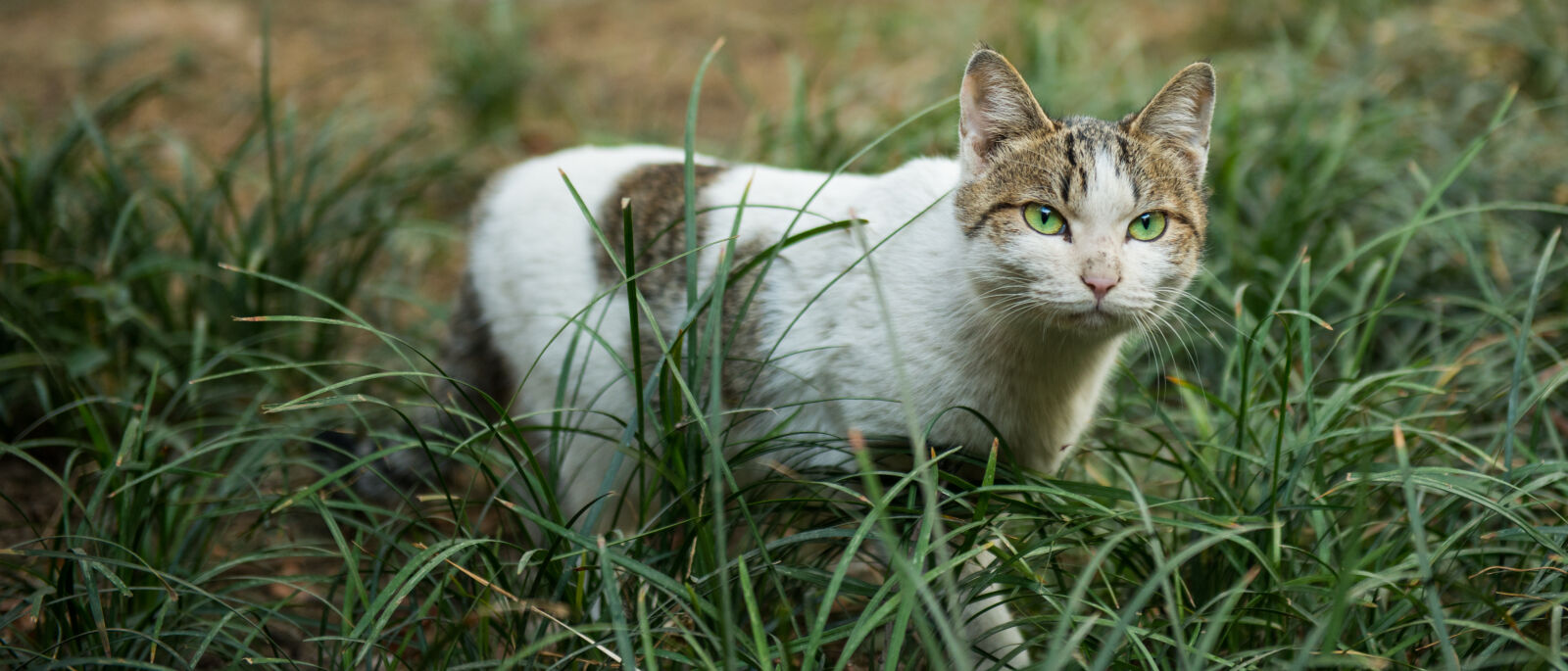 Nikon AF-S Nikkor 24-70mm F2.8G ED sample photo. Cat, eyes, green photography