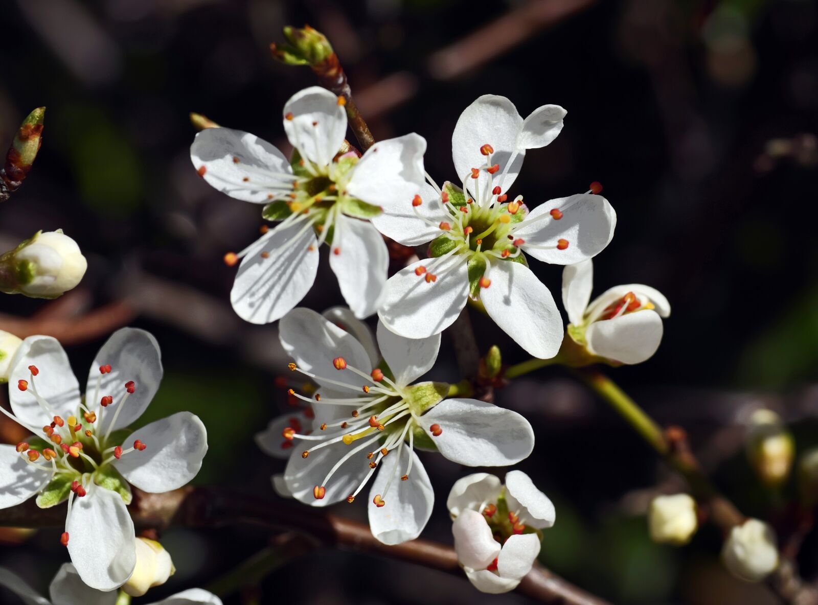 Panasonic Lumix DC-G9 sample photo. Blackthorn flowers, sloes, drupe photography