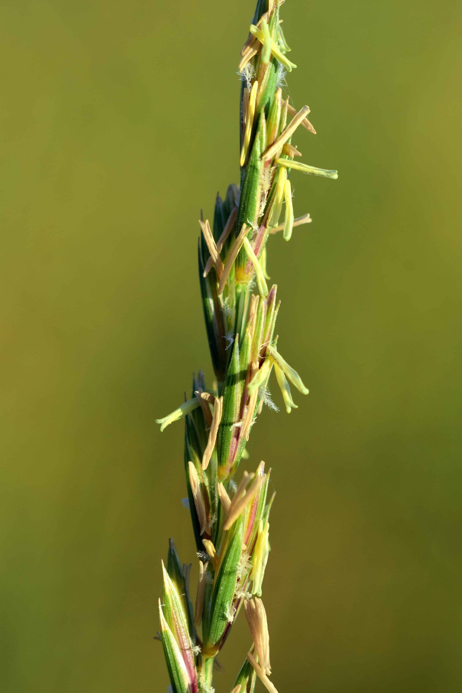 Nikon D3300 sample photo. Green grass, macro, daylight photography