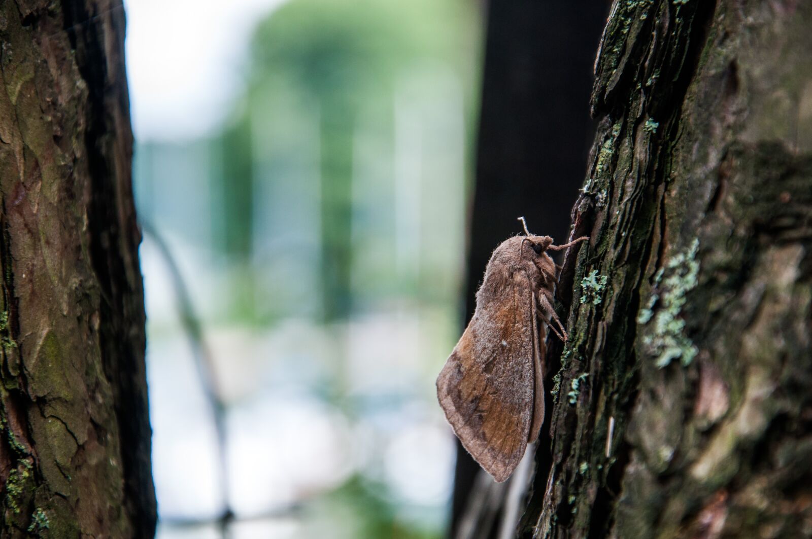 Nikon D5000 sample photo. A moth, macro, insect photography