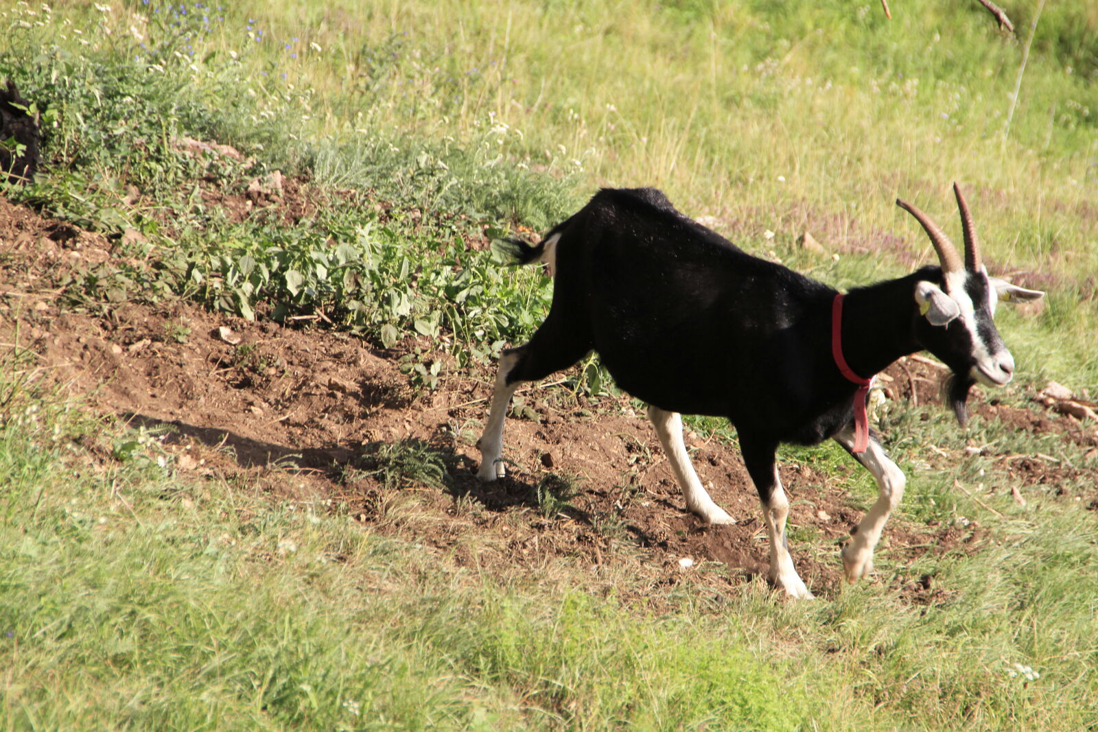 Canon EOS 7D + Sigma 18-250mm F3.5-6.3 DC OS HSM sample photo. Black, dog, on, field photography