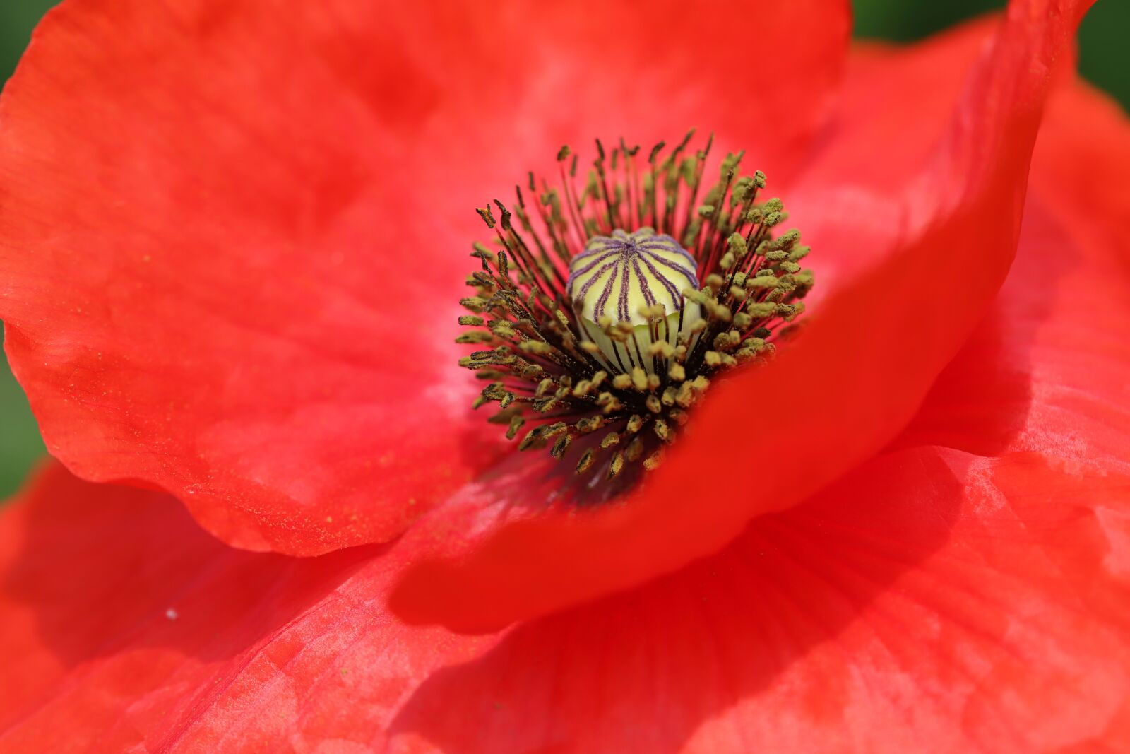 Canon EOS 6D Mark II sample photo. Poppy, flowers, plants photography