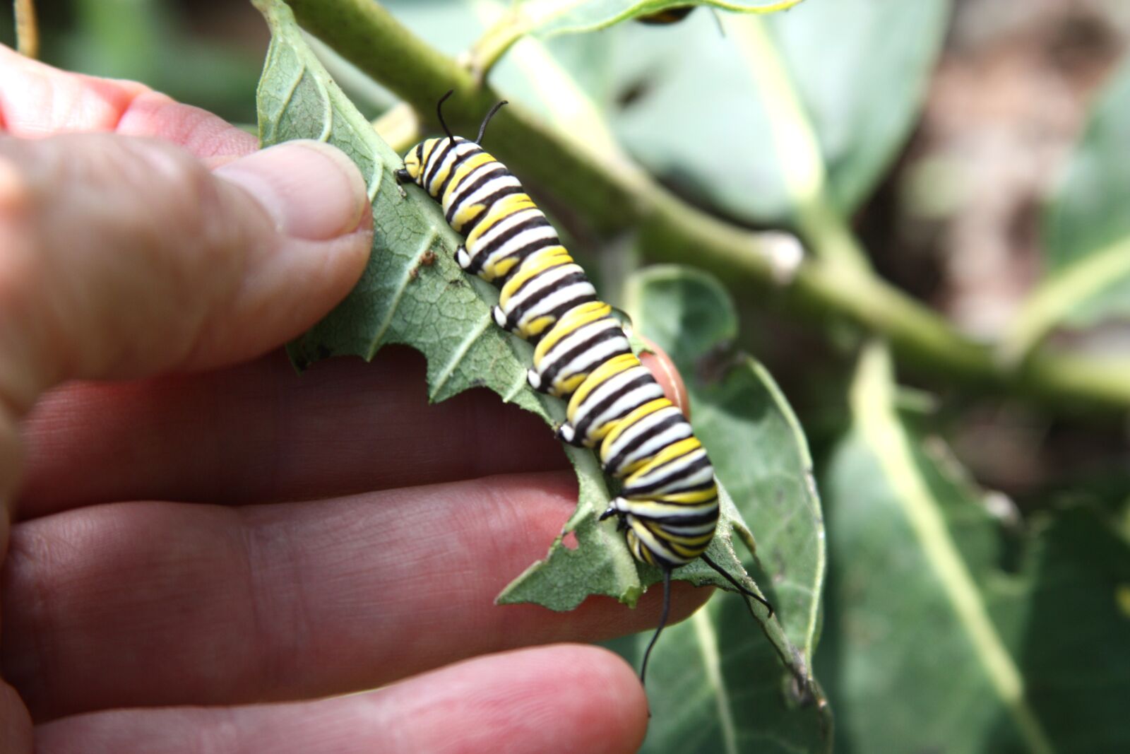 Canon EOS 450D (EOS Rebel XSi / EOS Kiss X2) sample photo. Monarch butterfly caterpillar, milkweed photography