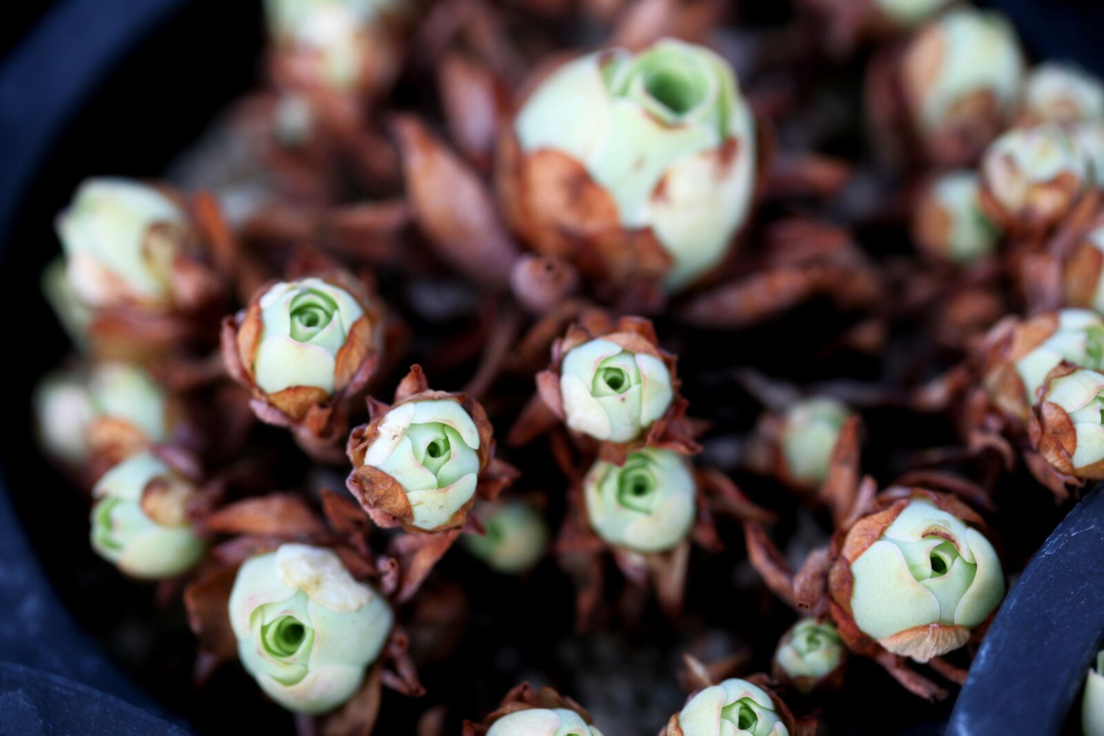 Canon EOS 5D sample photo. A fleshy plant, fleshy photography