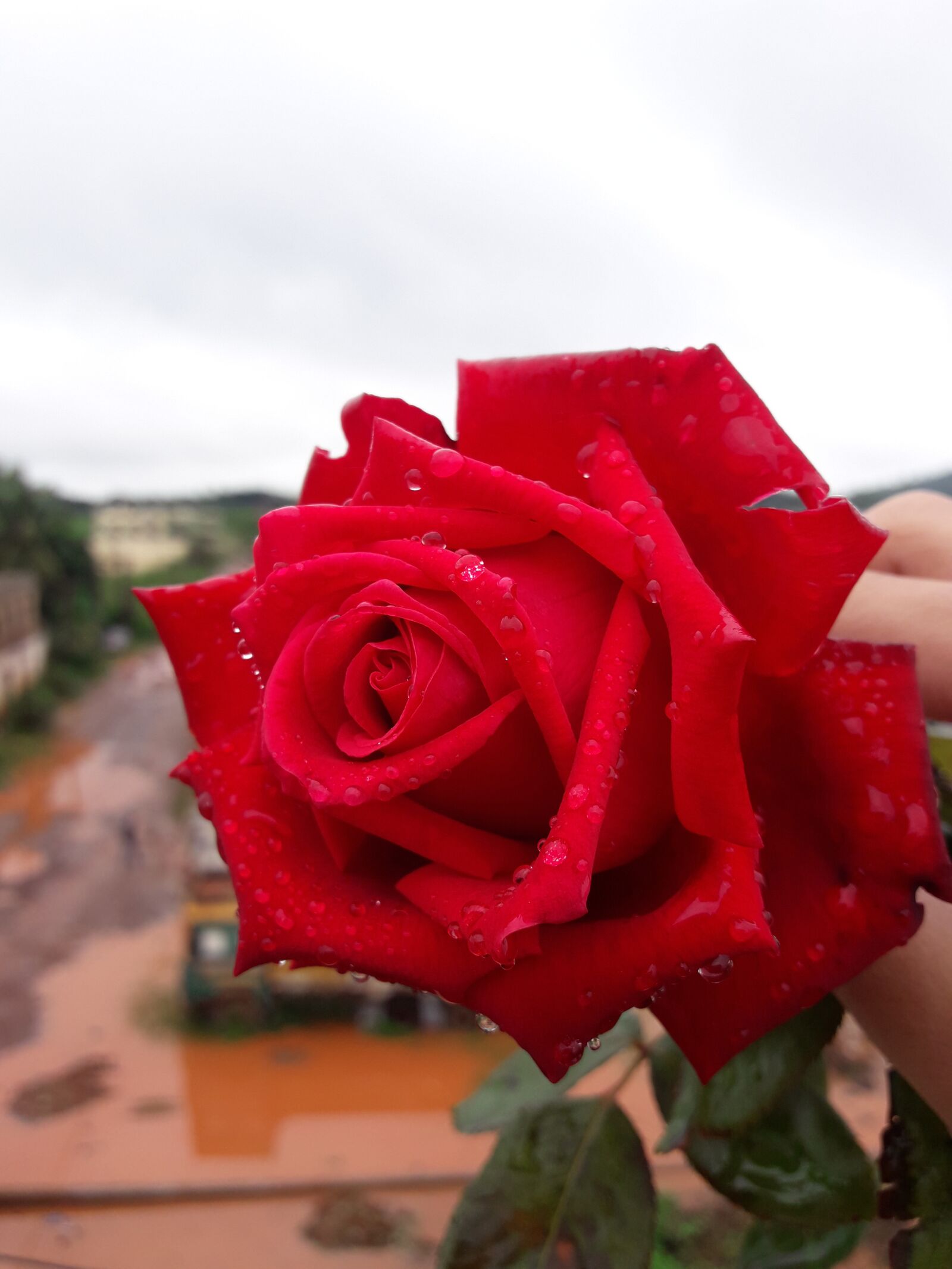 Samsung Galaxy J7 Neo sample photo. Red, rose, garden photography