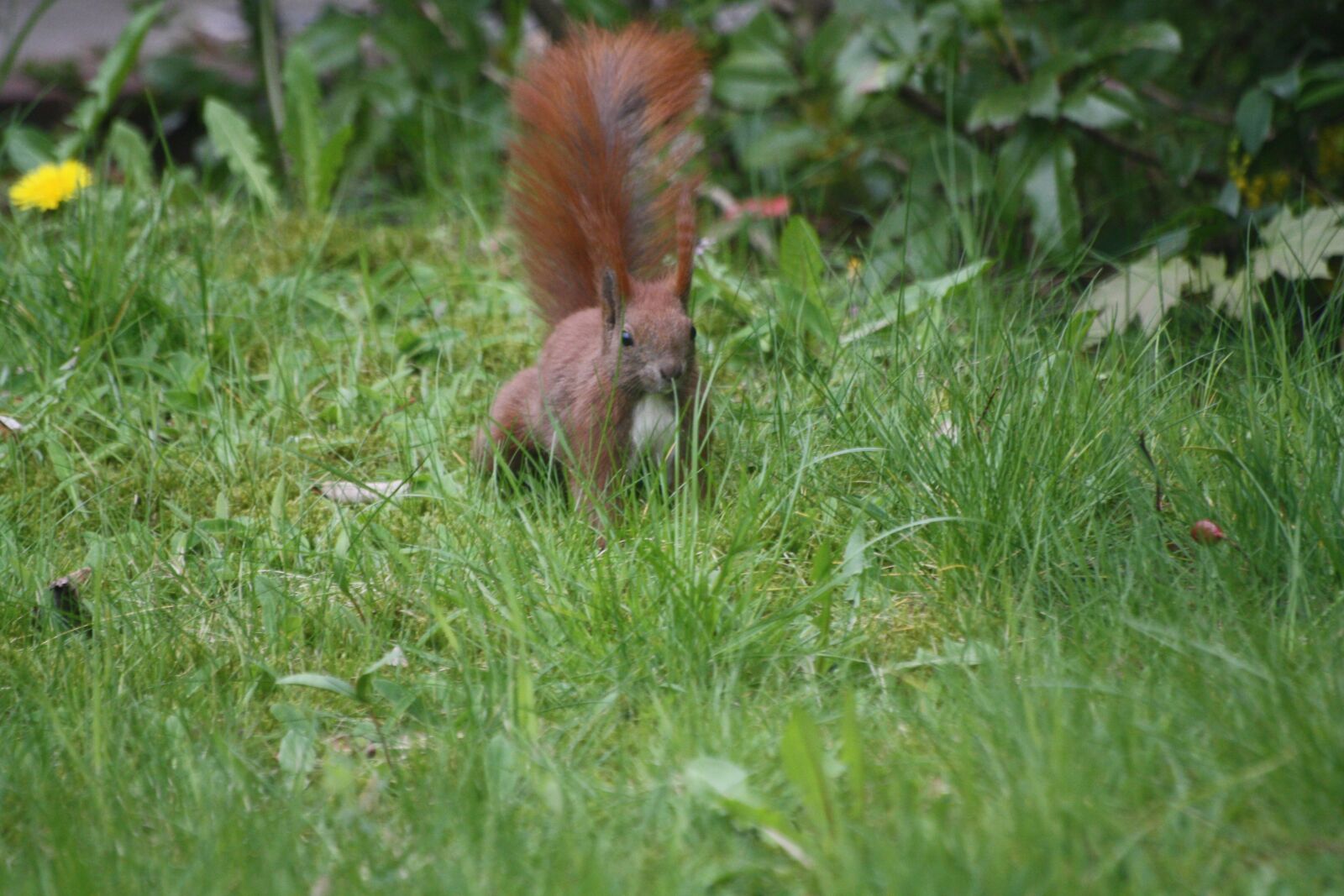 Canon EOS 1000D (EOS Digital Rebel XS / EOS Kiss F) sample photo. Squirrel, meadow, animal photography