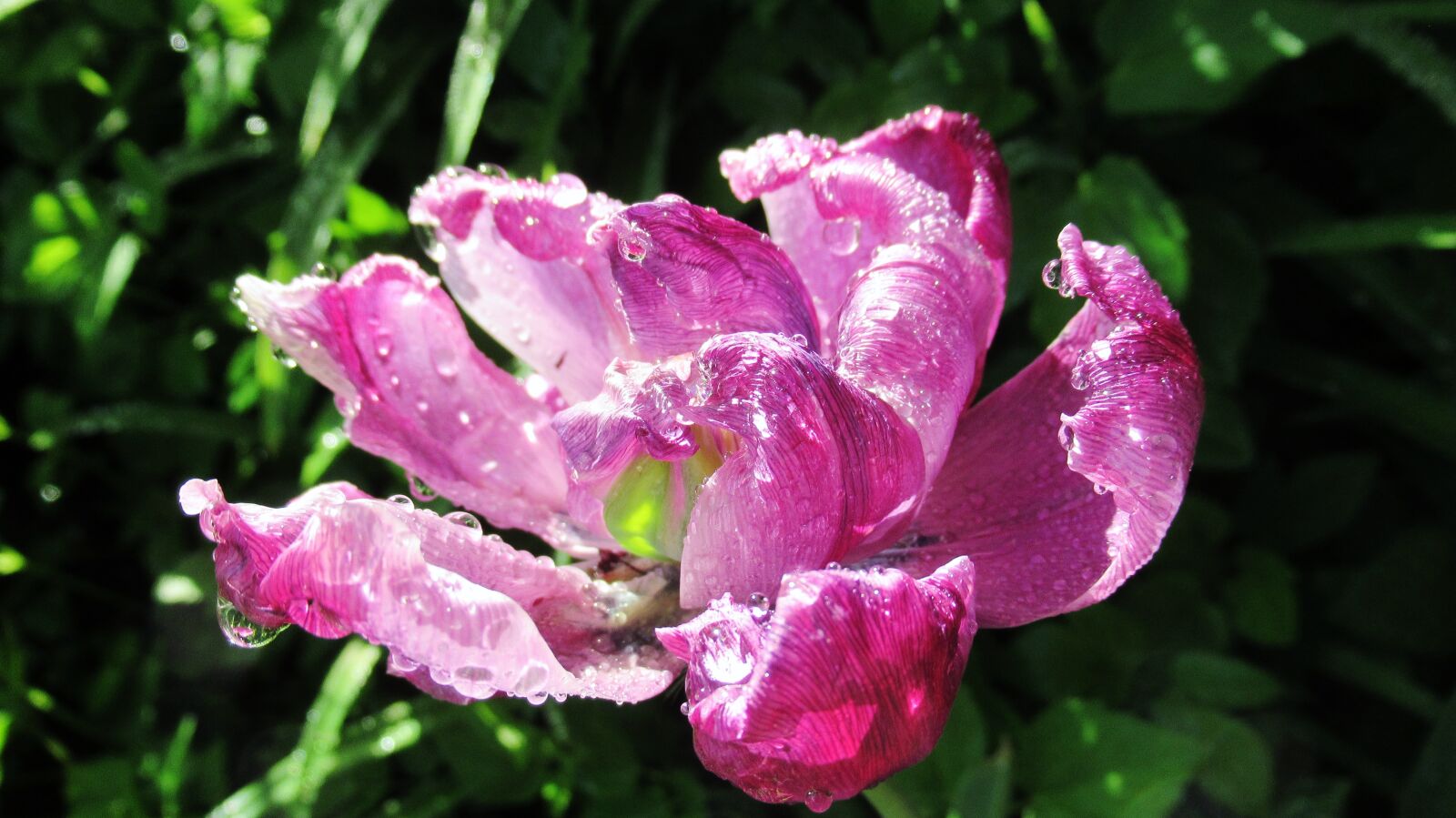 Canon PowerShot SX620 HS sample photo. Flower, rain, dew photography