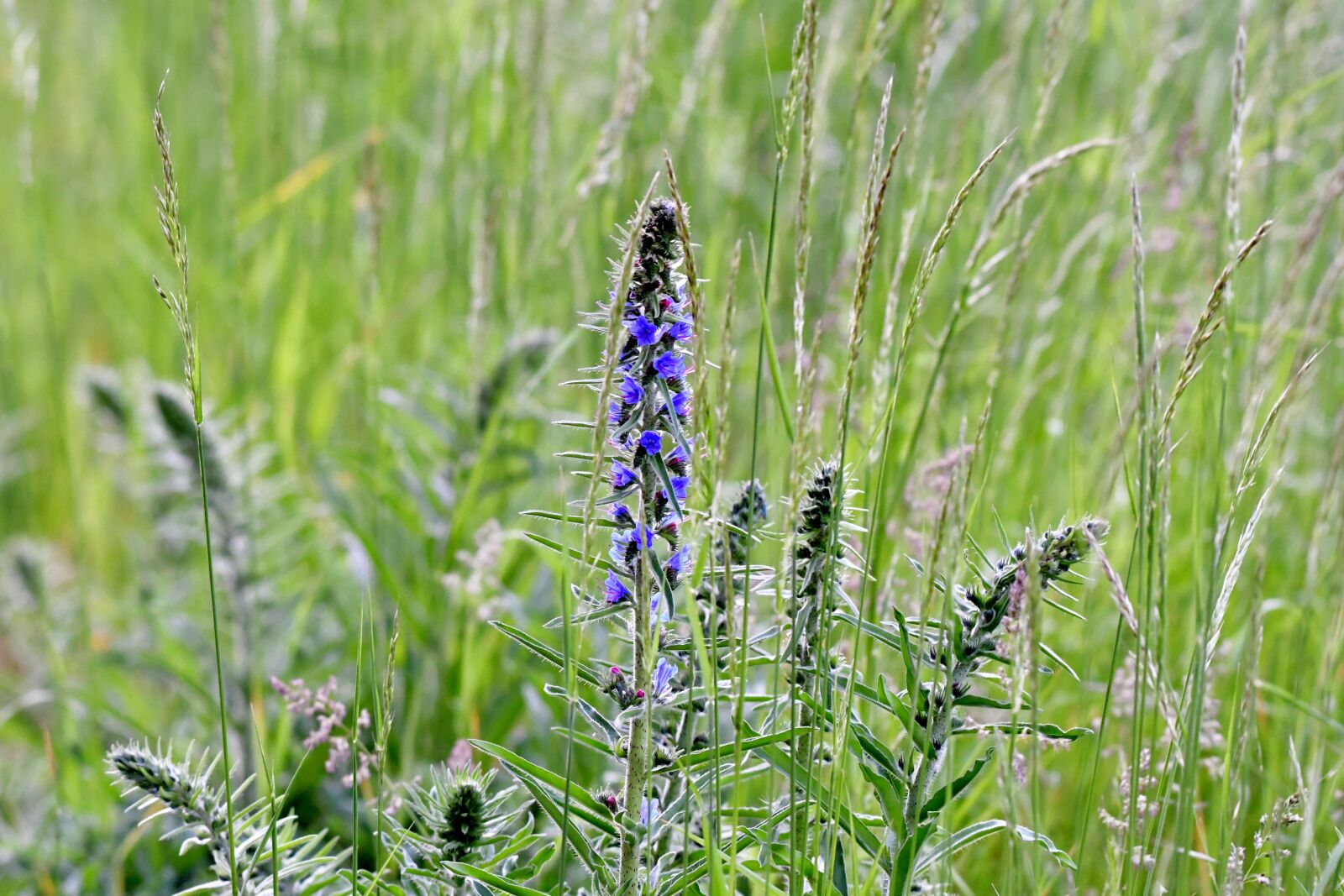 Nikon D500 sample photo. Slangenkruid, echium vulgare, flower photography