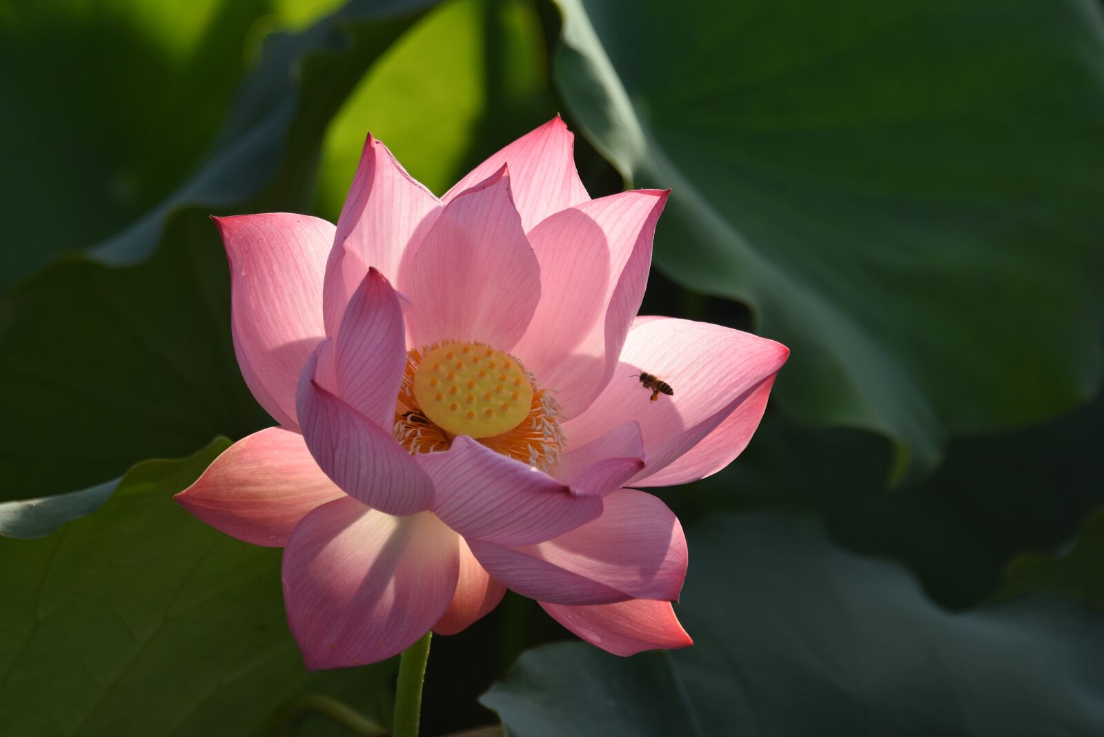 Nikon D7200 sample photo. Lotus, flower, pink photography