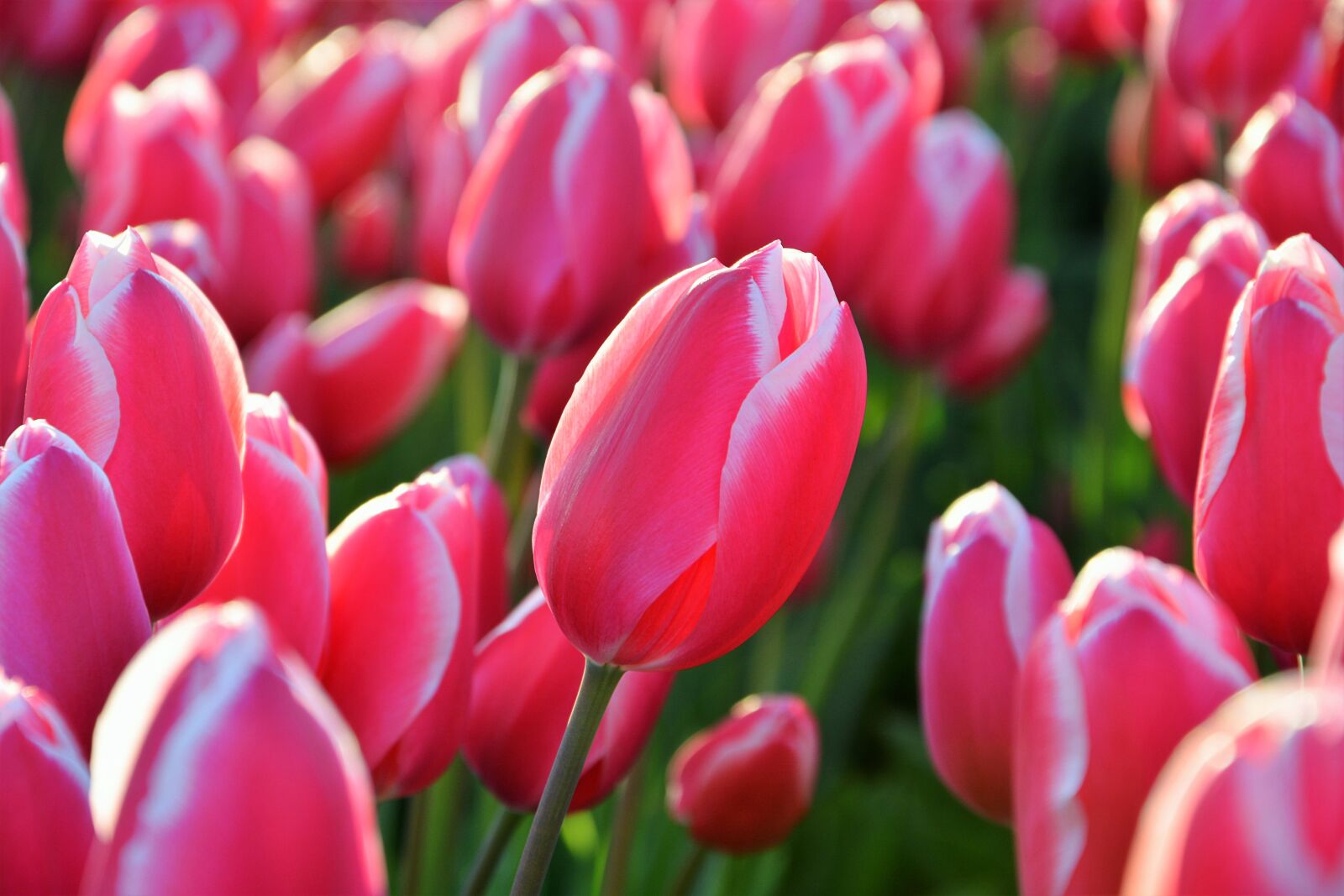 Nikon D7100 sample photo. Tulips, red, macro photography