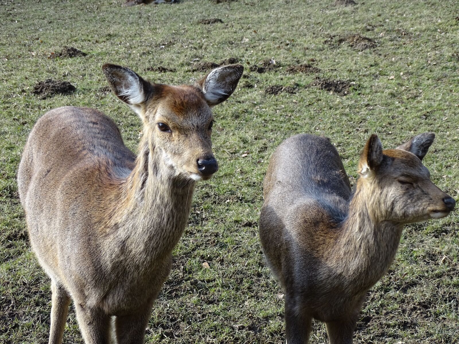 Sony Cyber-shot DSC-HX400V sample photo. Wildlife park, roe deer photography