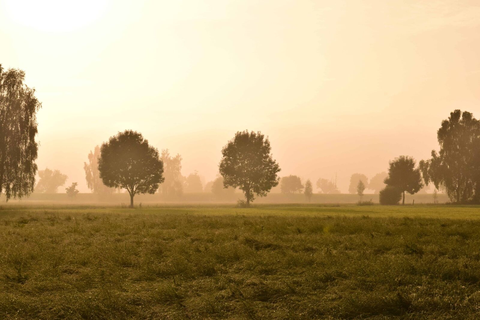 Nikon D3300 sample photo. Sunset, tree, dawn, fog photography