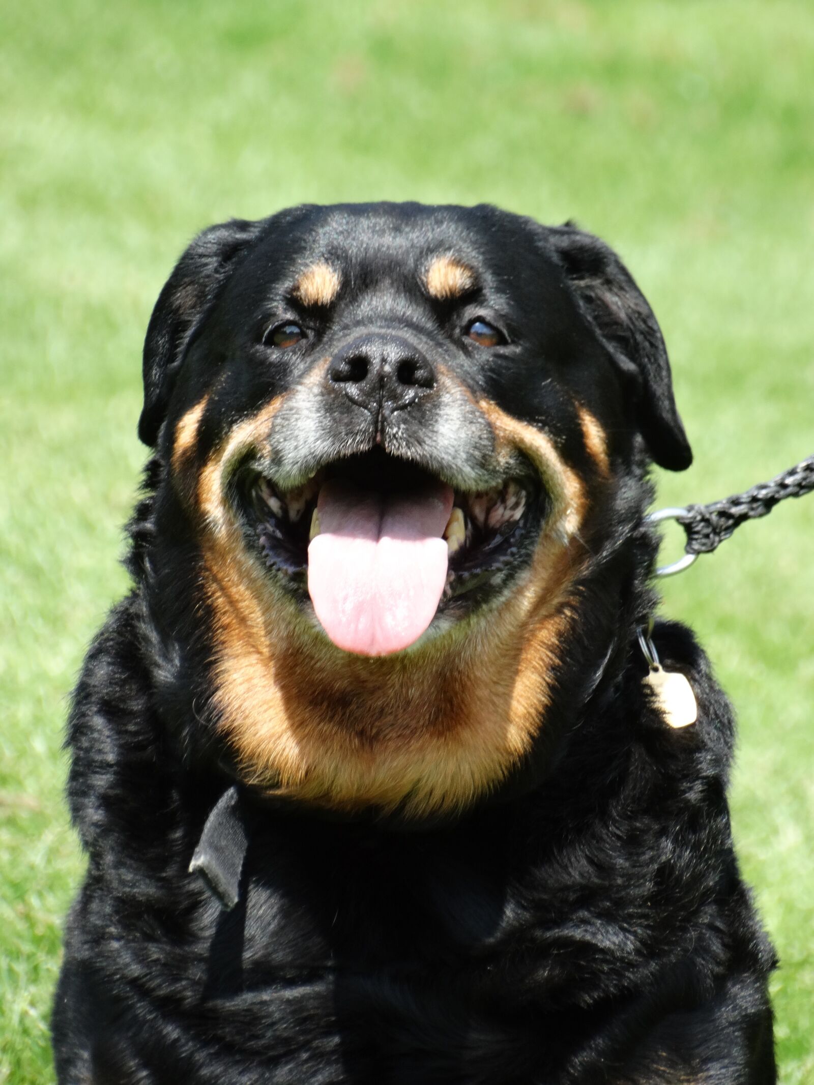 Sony Cyber-shot DSC-HX300 sample photo. Rottweiler, dog, friendly photography