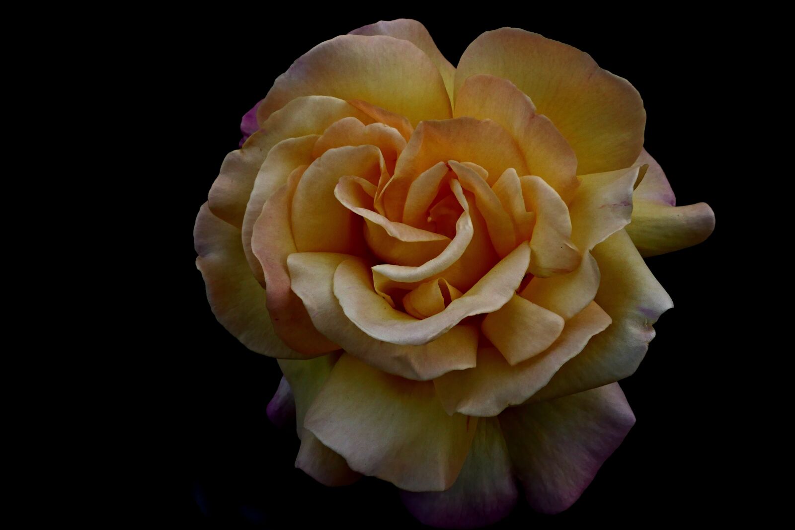 Panasonic Lumix DMC-FZ1000 sample photo. Rose, detail, the flower photography