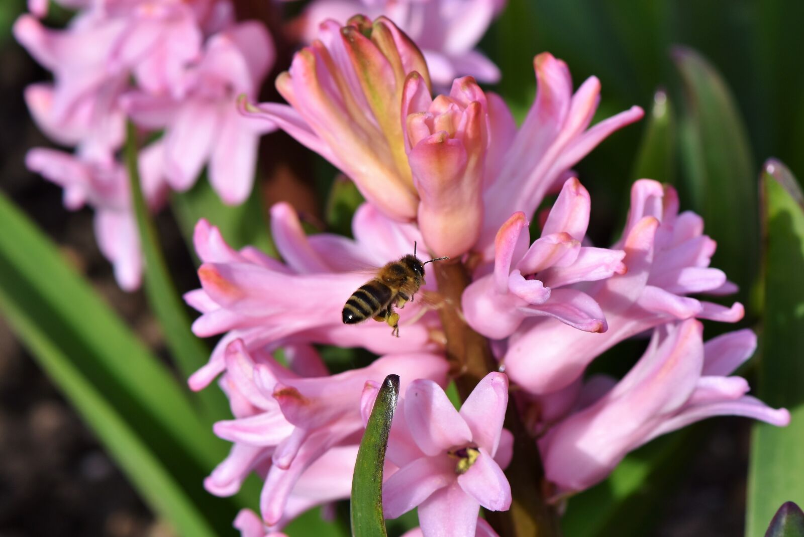 Nikon D7200 sample photo. Hyacinth, flowers, spring flower photography