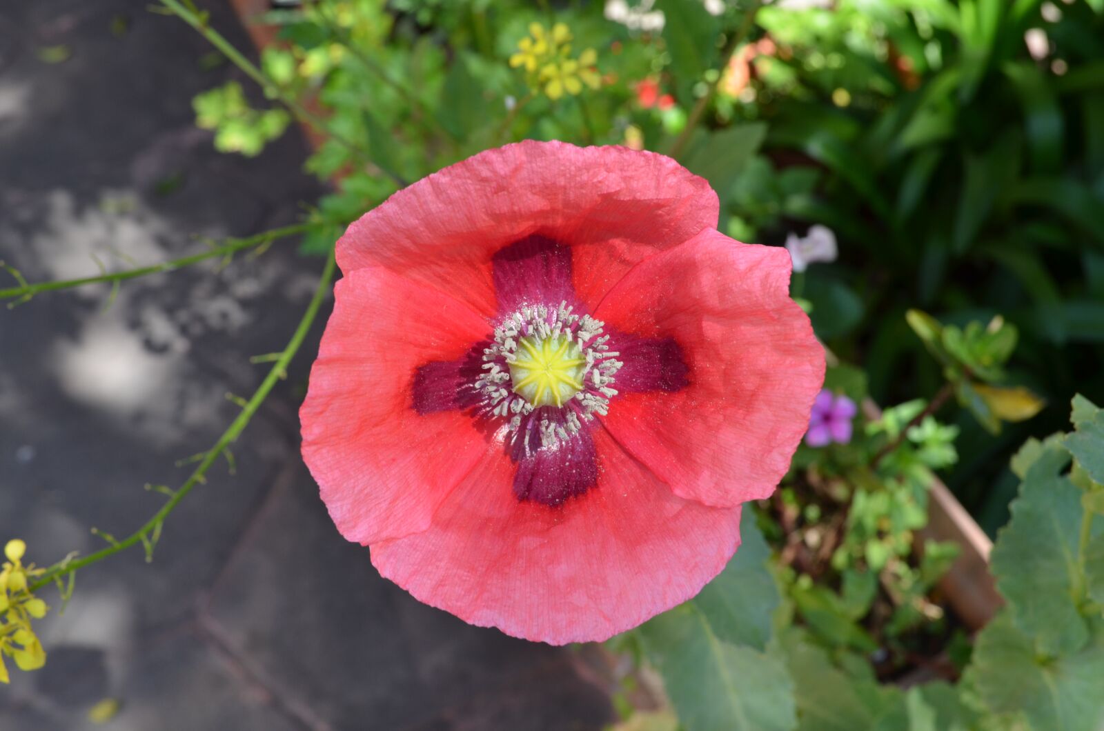 Nikon D5100 sample photo. Poppy sleeping pill, flower photography