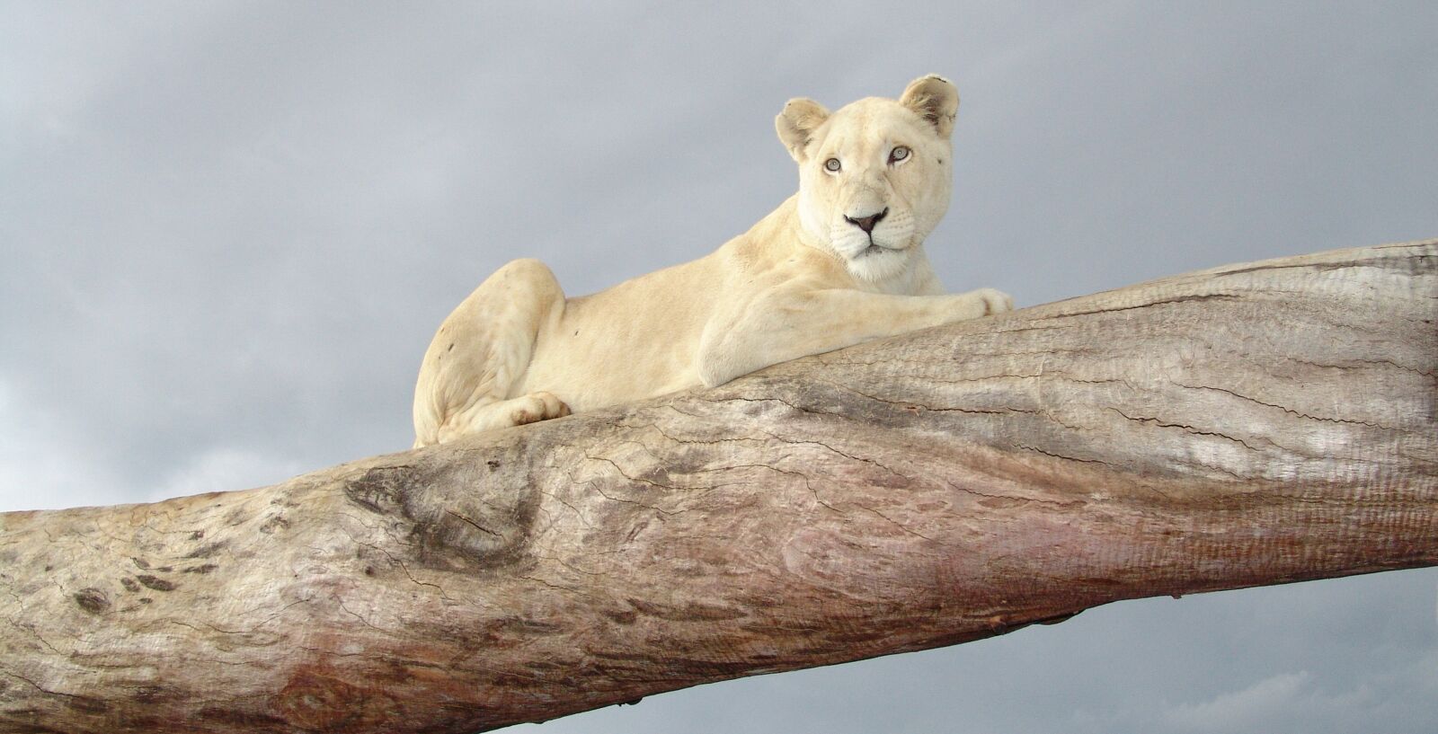 Sony DSC-F828 sample photo. White lion, white lioness photography