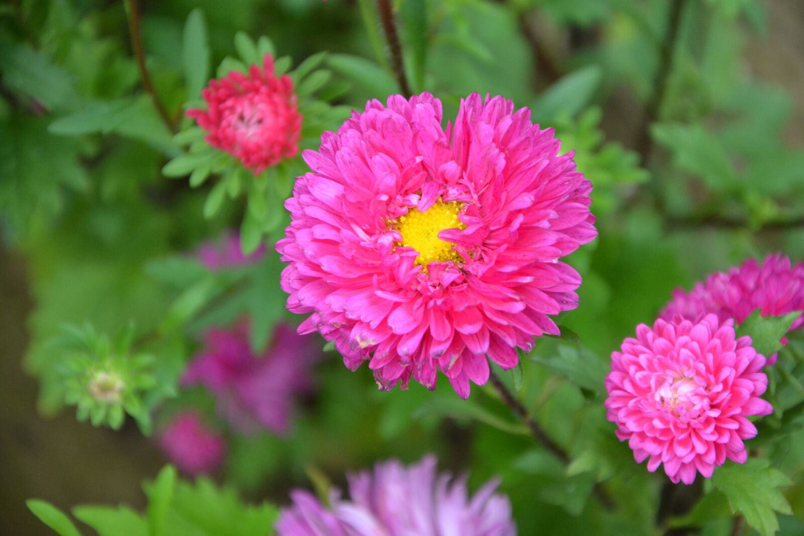 Nikon D5200 sample photo. Flowers, flower, color pink photography
