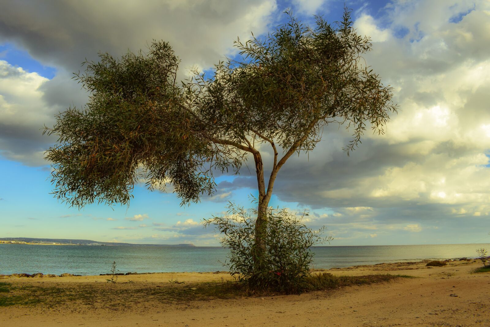 Nikon D3300 sample photo. Cyprus, potamos liopetri, tree photography