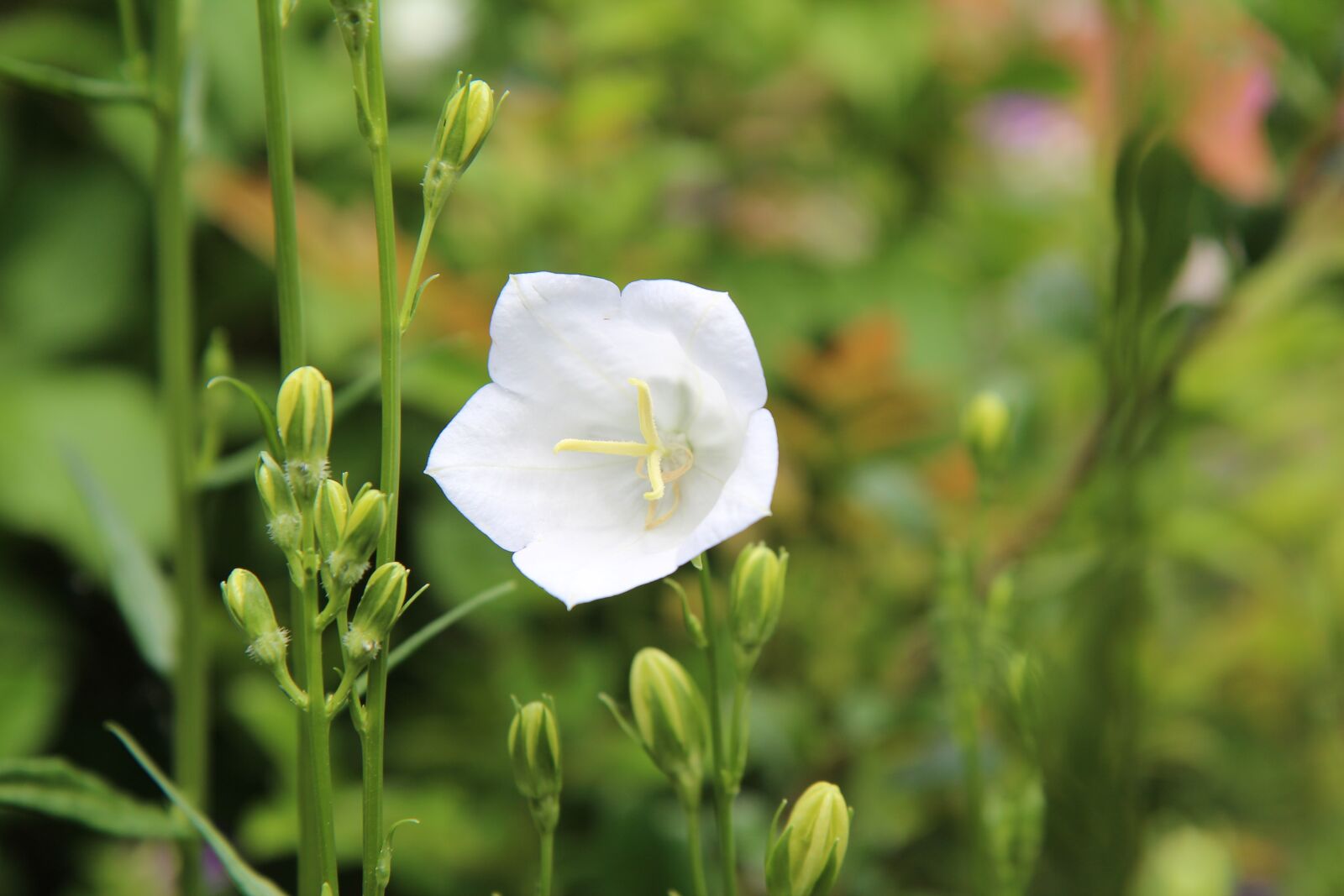 Canon EOS 600D (Rebel EOS T3i / EOS Kiss X5) sample photo. White flower, perennial, white photography