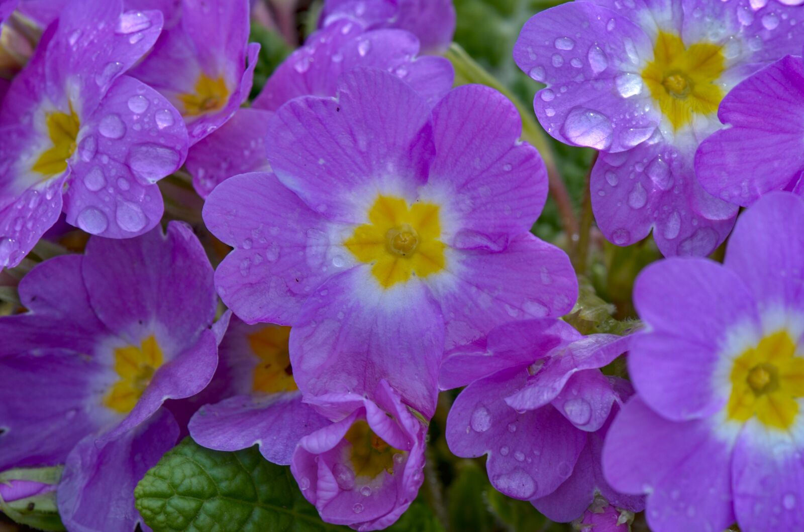 Nikon D7000 sample photo. Primroses, flower, drip photography