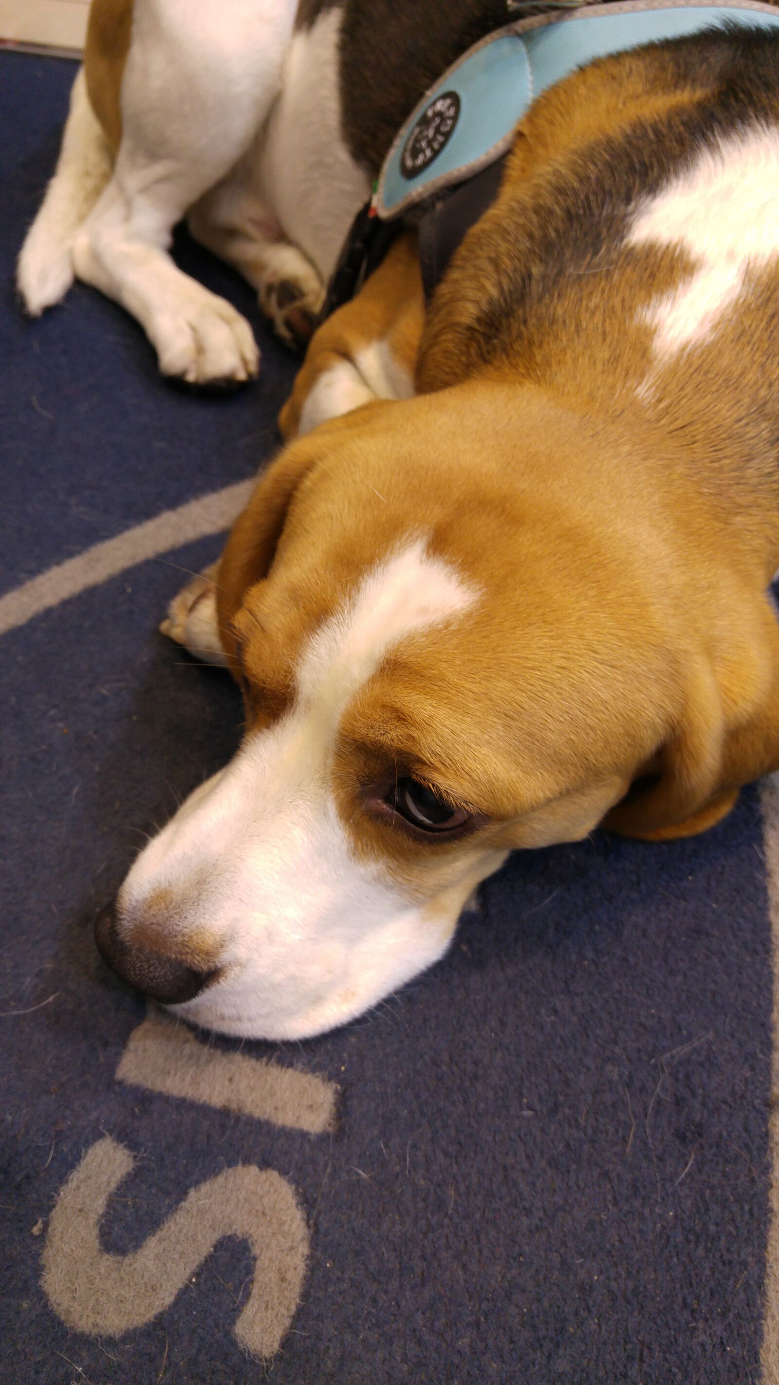 LG G4 sample photo. Dog, animal, pets photography