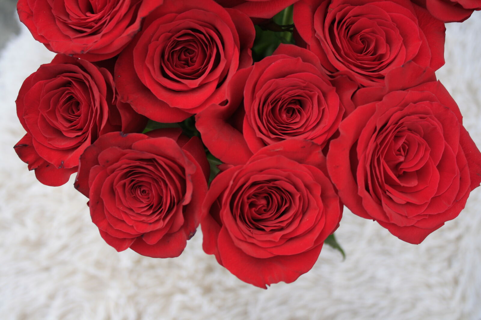 Canon EOS 1000D (EOS Digital Rebel XS / EOS Kiss F) sample photo. Flowers, red, rose, valentine photography