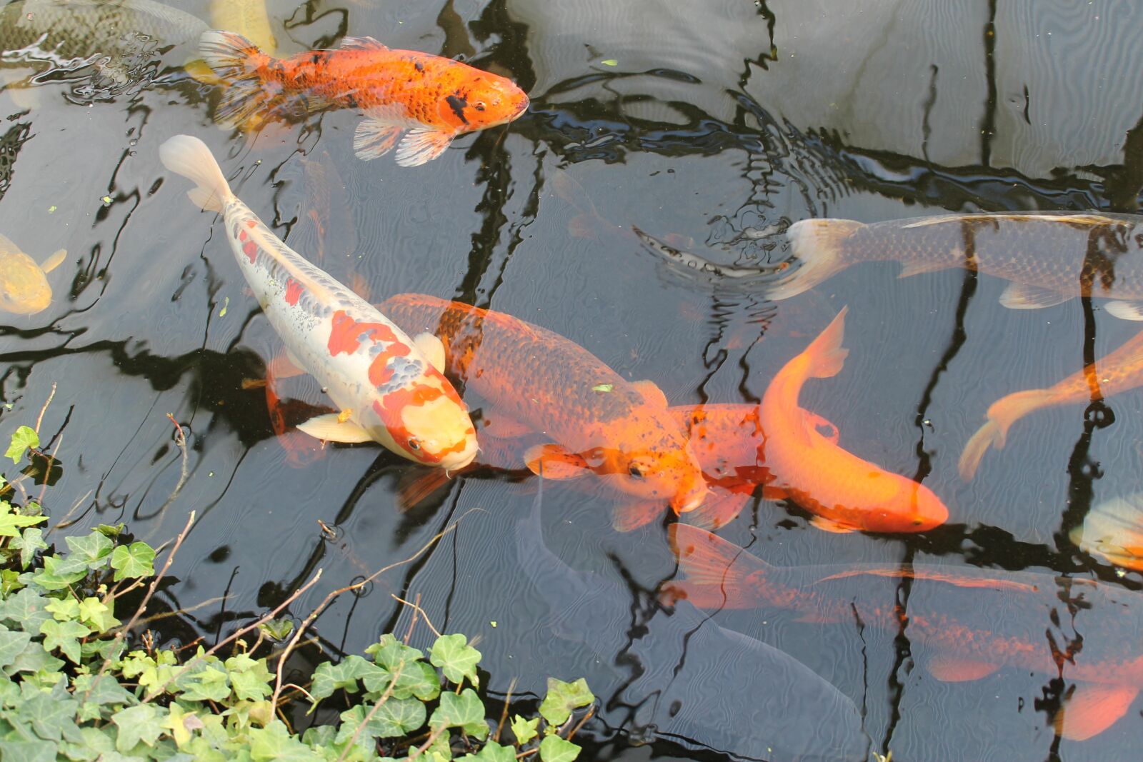 Canon EOS 1100D (EOS Rebel T3 / EOS Kiss X50) sample photo. Koi, carp, fish photography