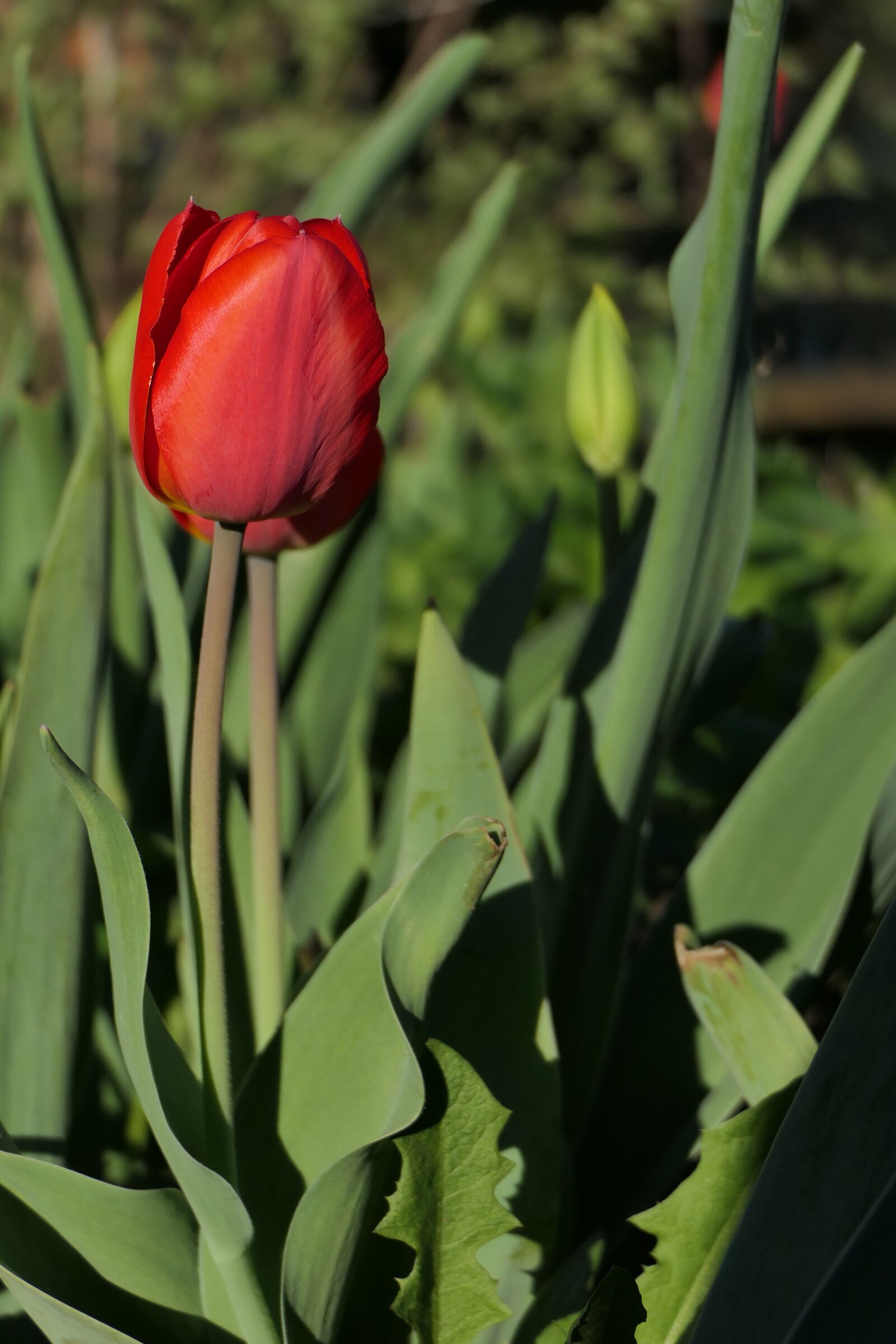 Panasonic Lumix DMC-FZ2500 (Lumix DMC-FZ2000) sample photo. Flowers, tulip, spring photography
