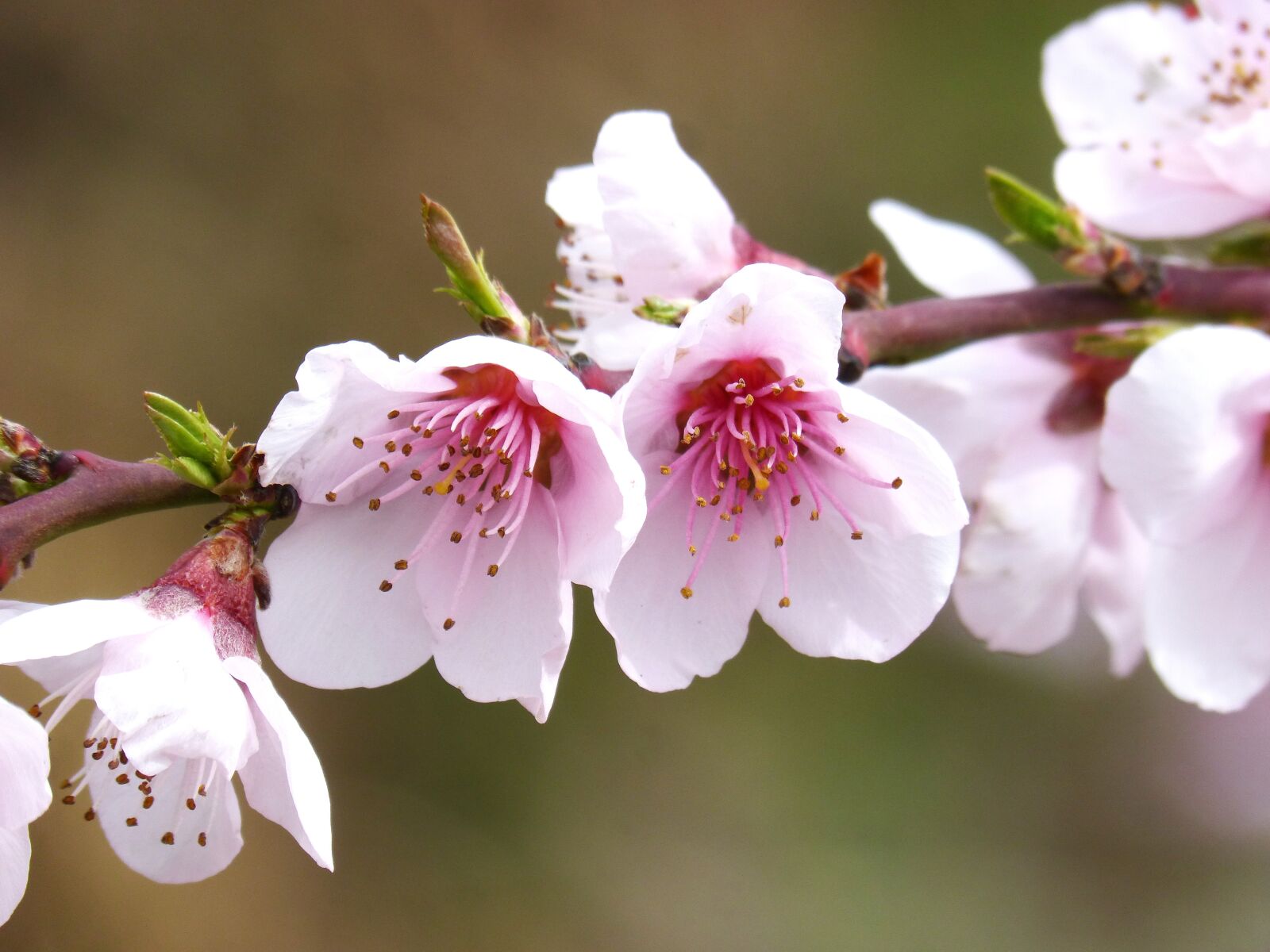 Panasonic DMC-FZ62 sample photo. Flower, cherry, nature photography