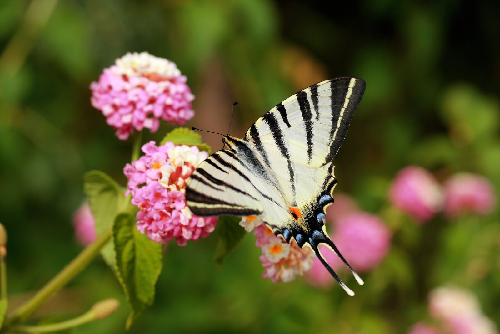 Canon EOS 40D sample photo. Butterfly, animal, spring photography