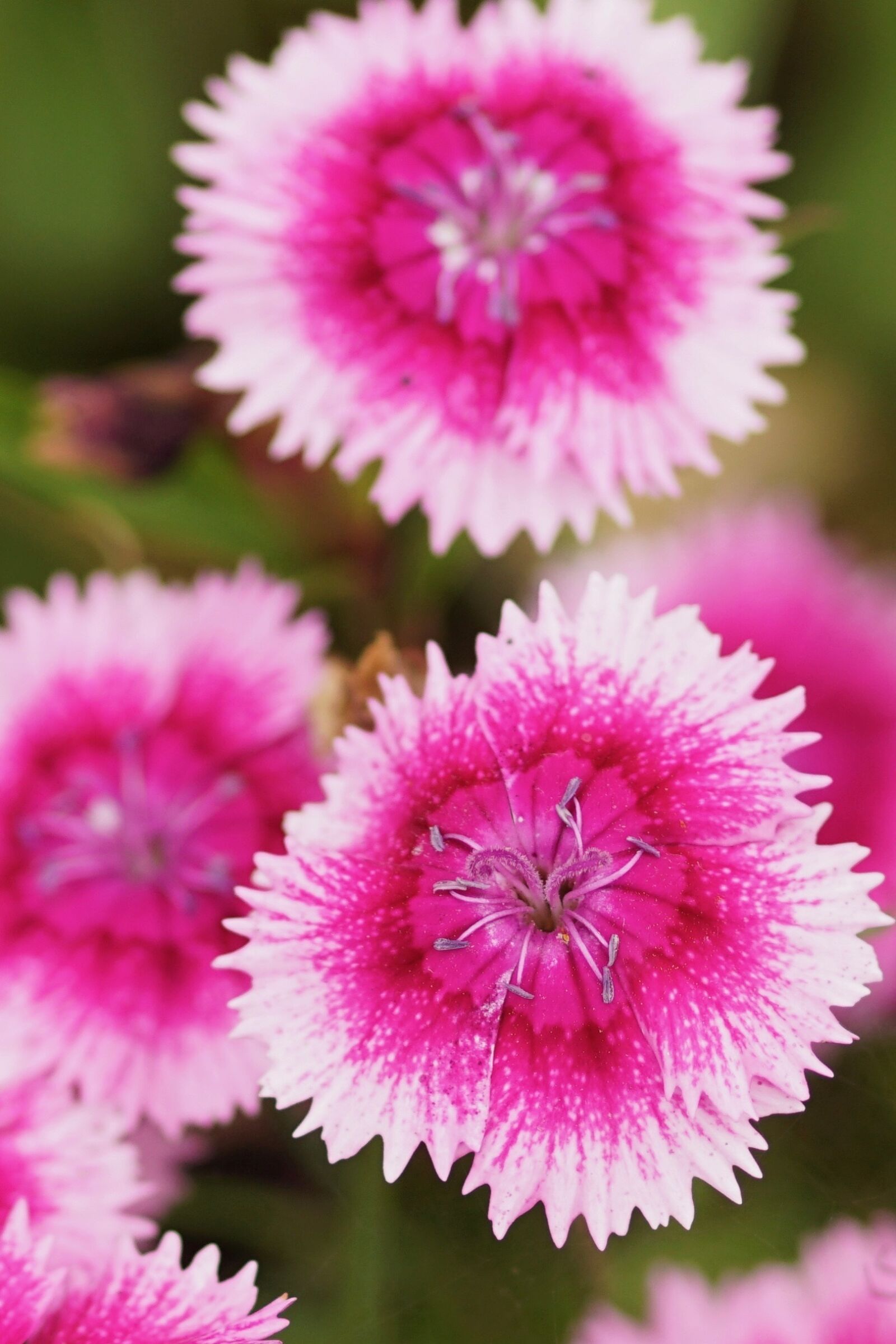 Sony SLT-A68 sample photo. Blossom, bloom, pink photography