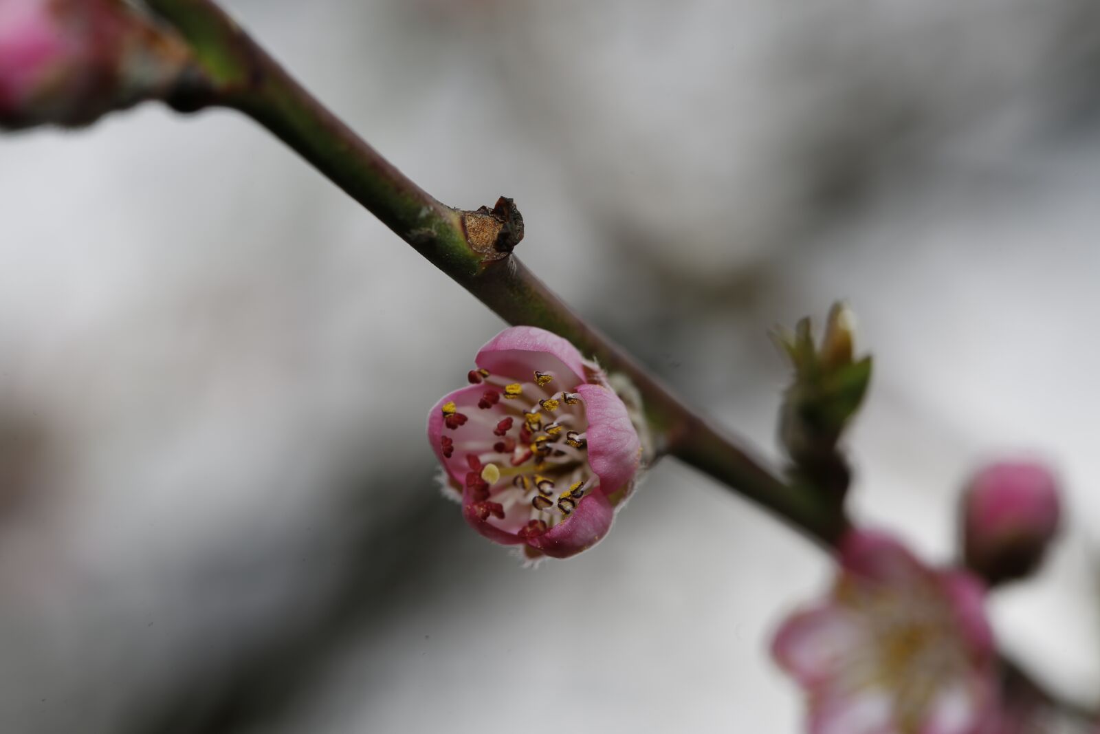 Canon EF 100mm F2.8L Macro IS USM sample photo. Spring, bud, sprout photography