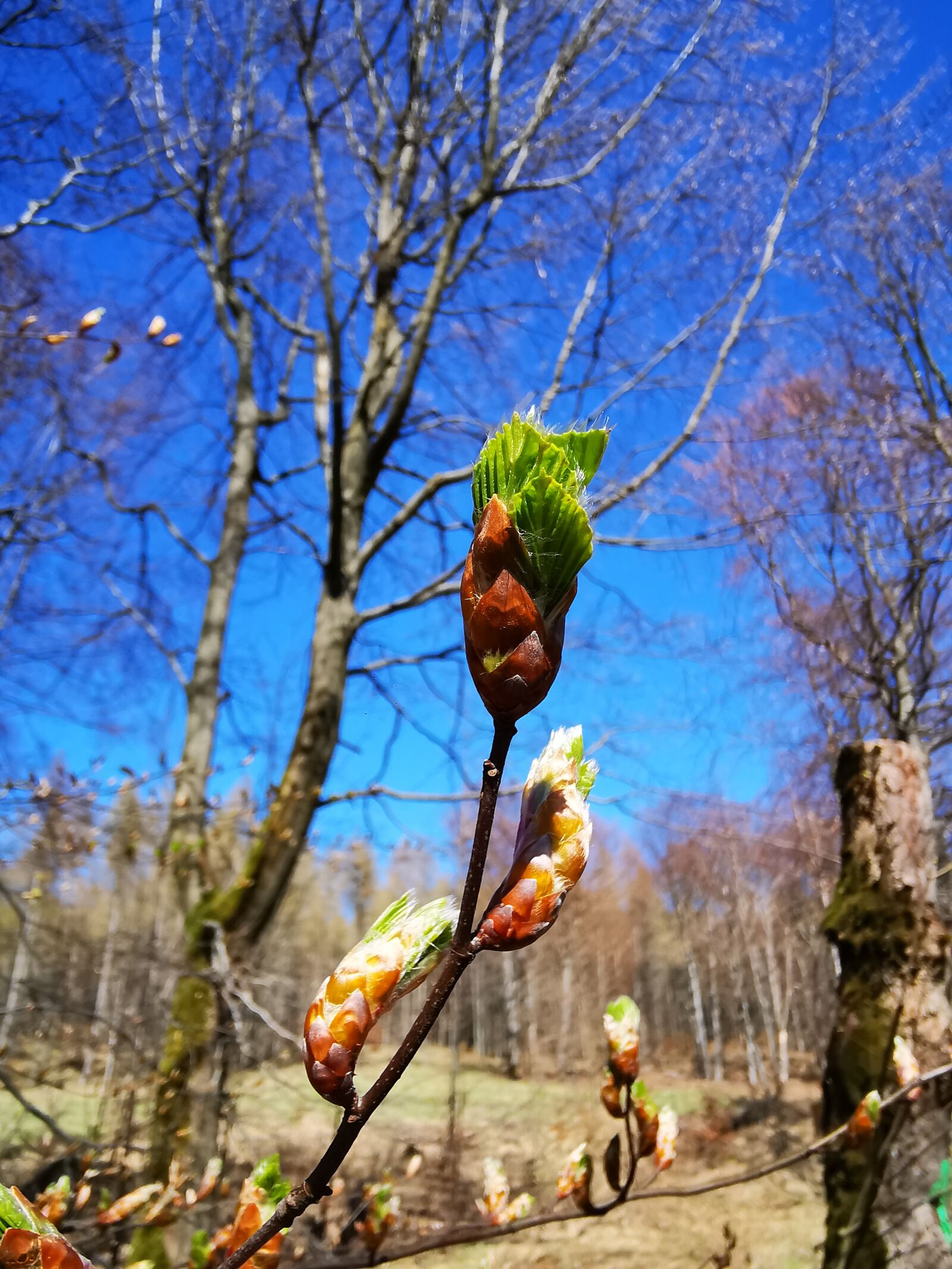 HUAWEI P30 Pro sample photo. Bud, beech, forest photography