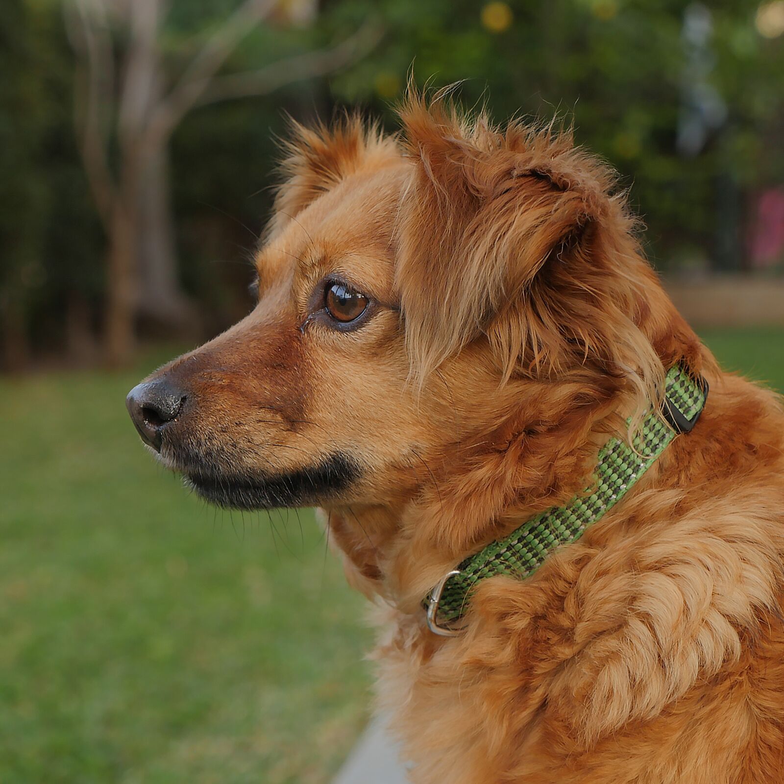 Panasonic Lumix DMC-GH4 sample photo. Dog, pet, canine photography
