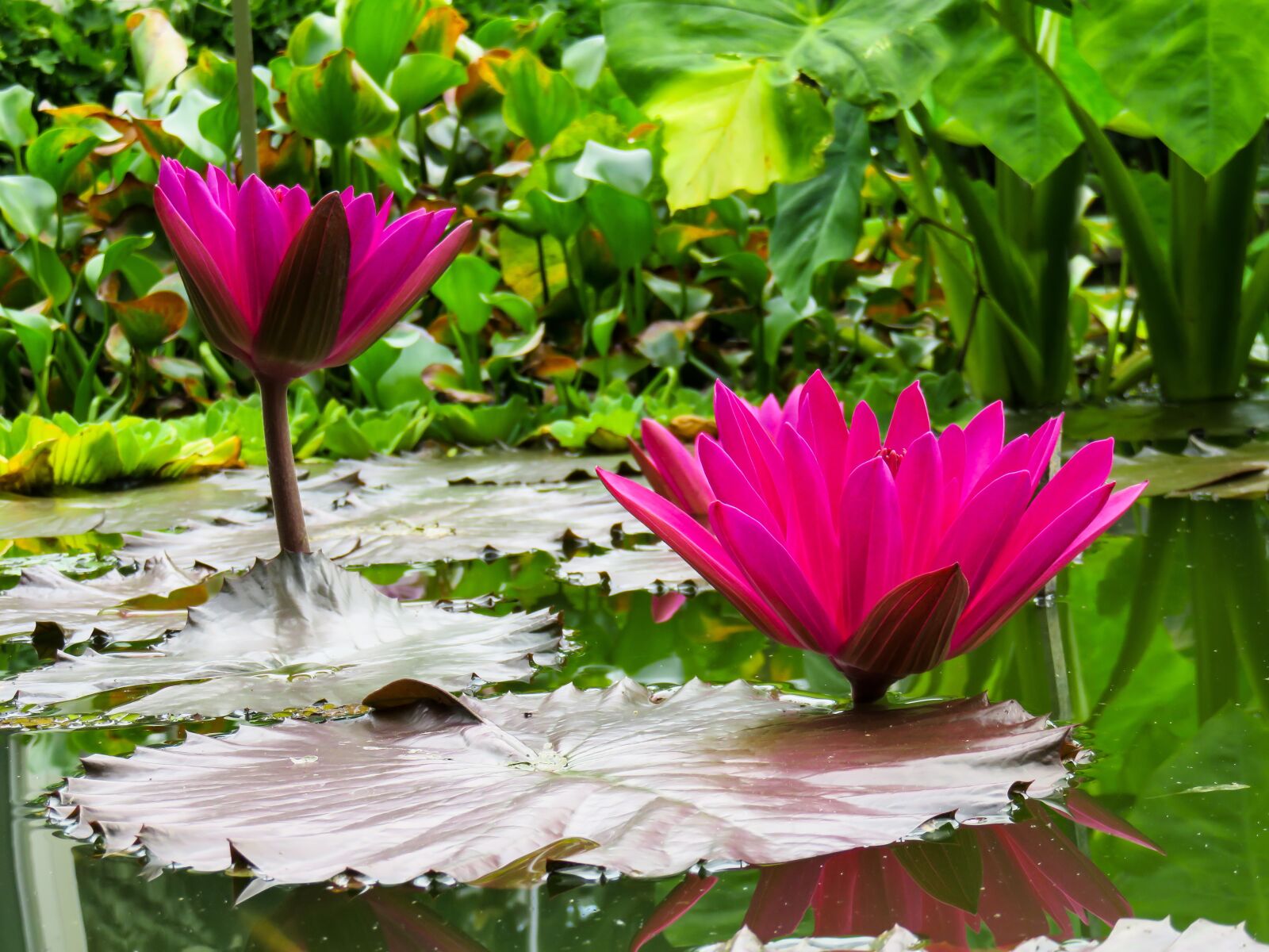 Canon PowerShot SX710 HS sample photo. Water lily, pond, aquatic photography