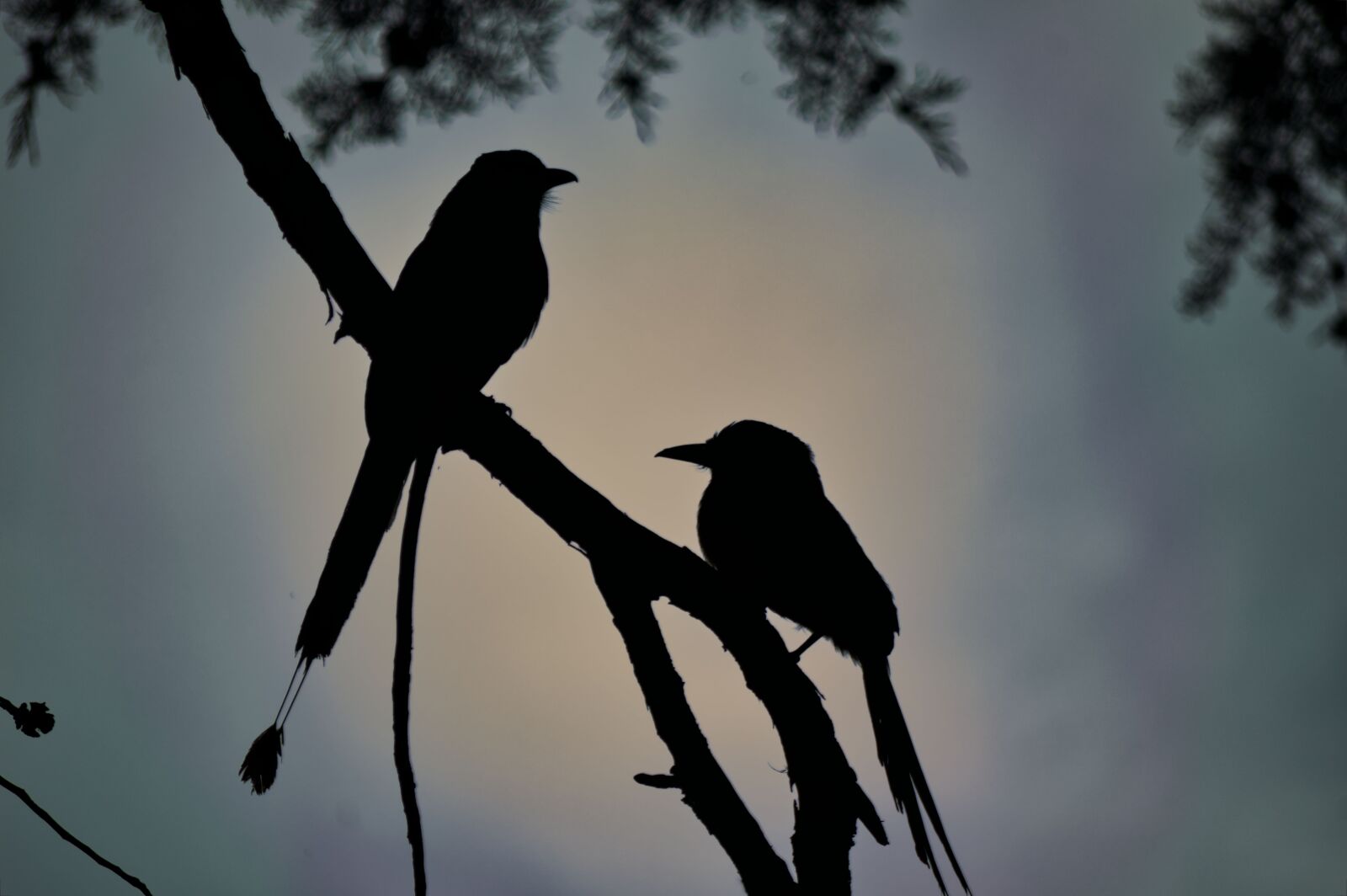 Nikon D3200 sample photo. Costa rica, ave, p photography