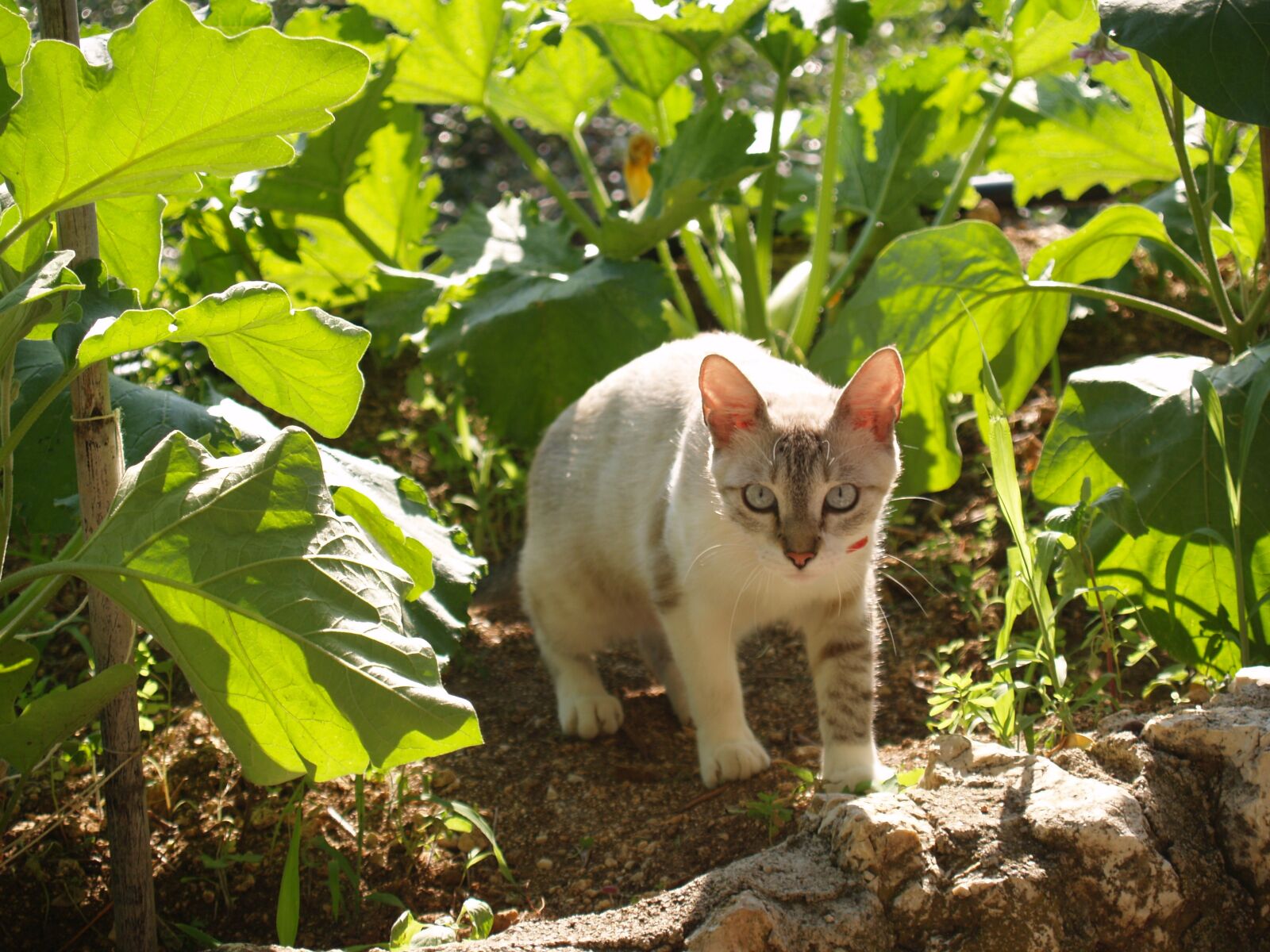 Olympus E-500 (EVOLT E-500) sample photo. Cat, hunter, wild photography