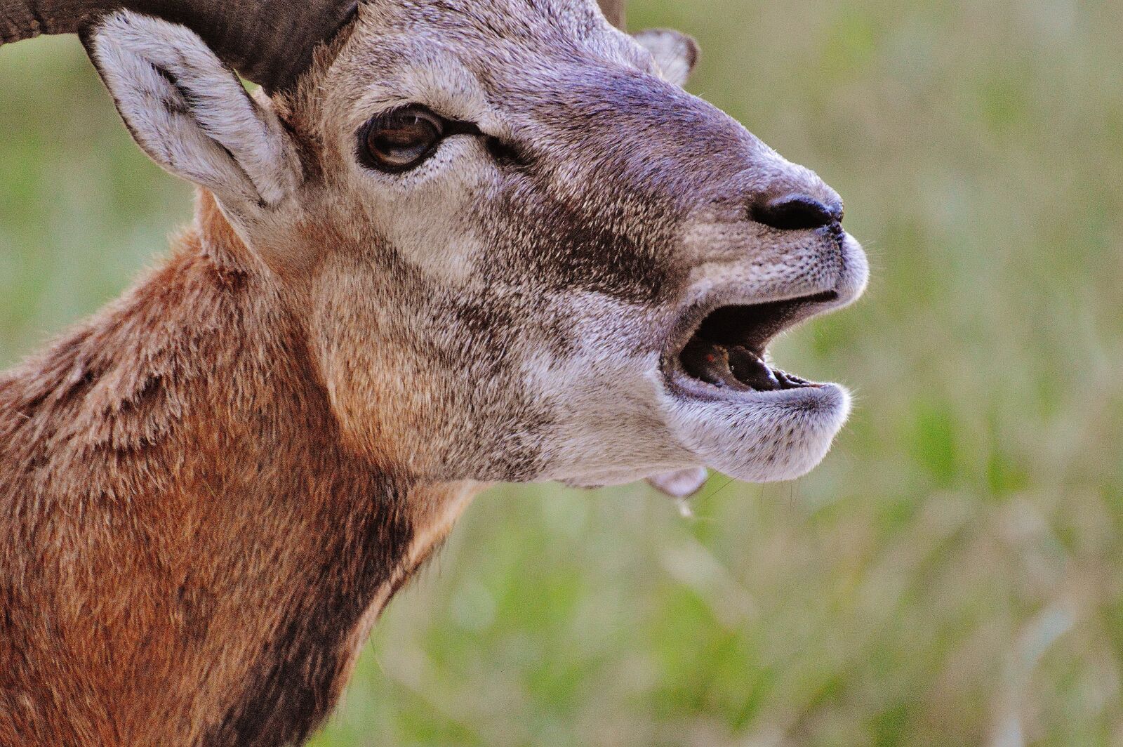 Nikon D3200 sample photo. Aries, wild, free running photography